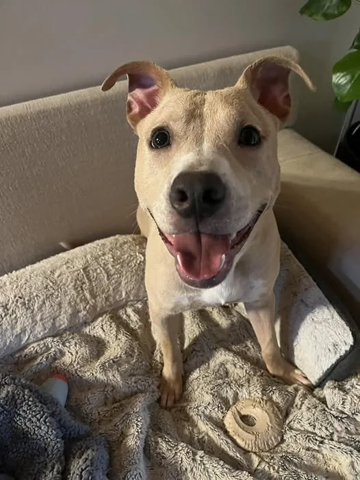 A happy tan and white dog with perked ears and dark eyes, sitting on a plush blanket, looking at the camera with tongue out.