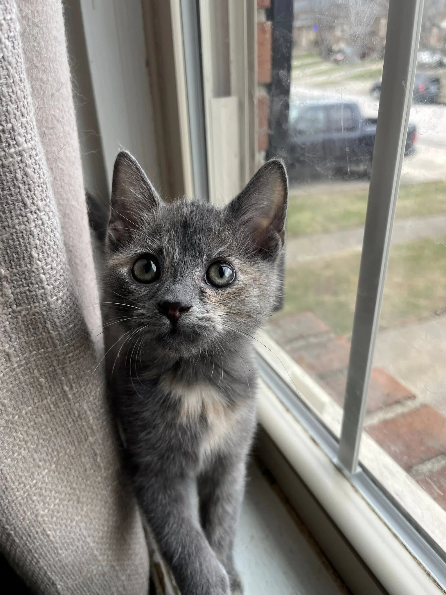 A gray kitten with blue eyes sitting on a windowsill next to a curtain, looking directly at the camera.