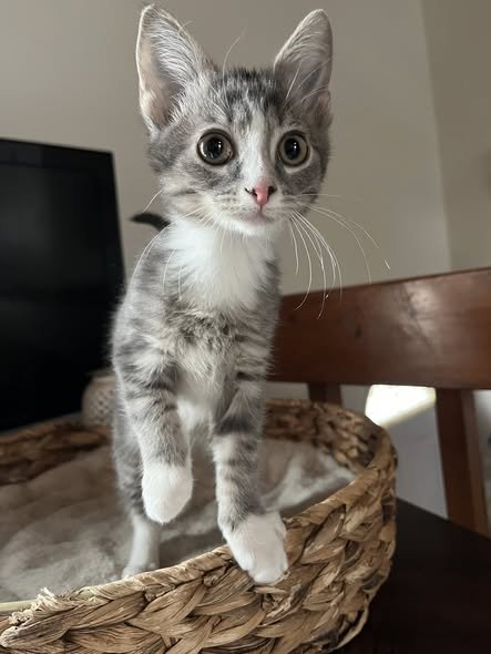 Gray and white striped kitten with large eyes standing in a wicker basket.