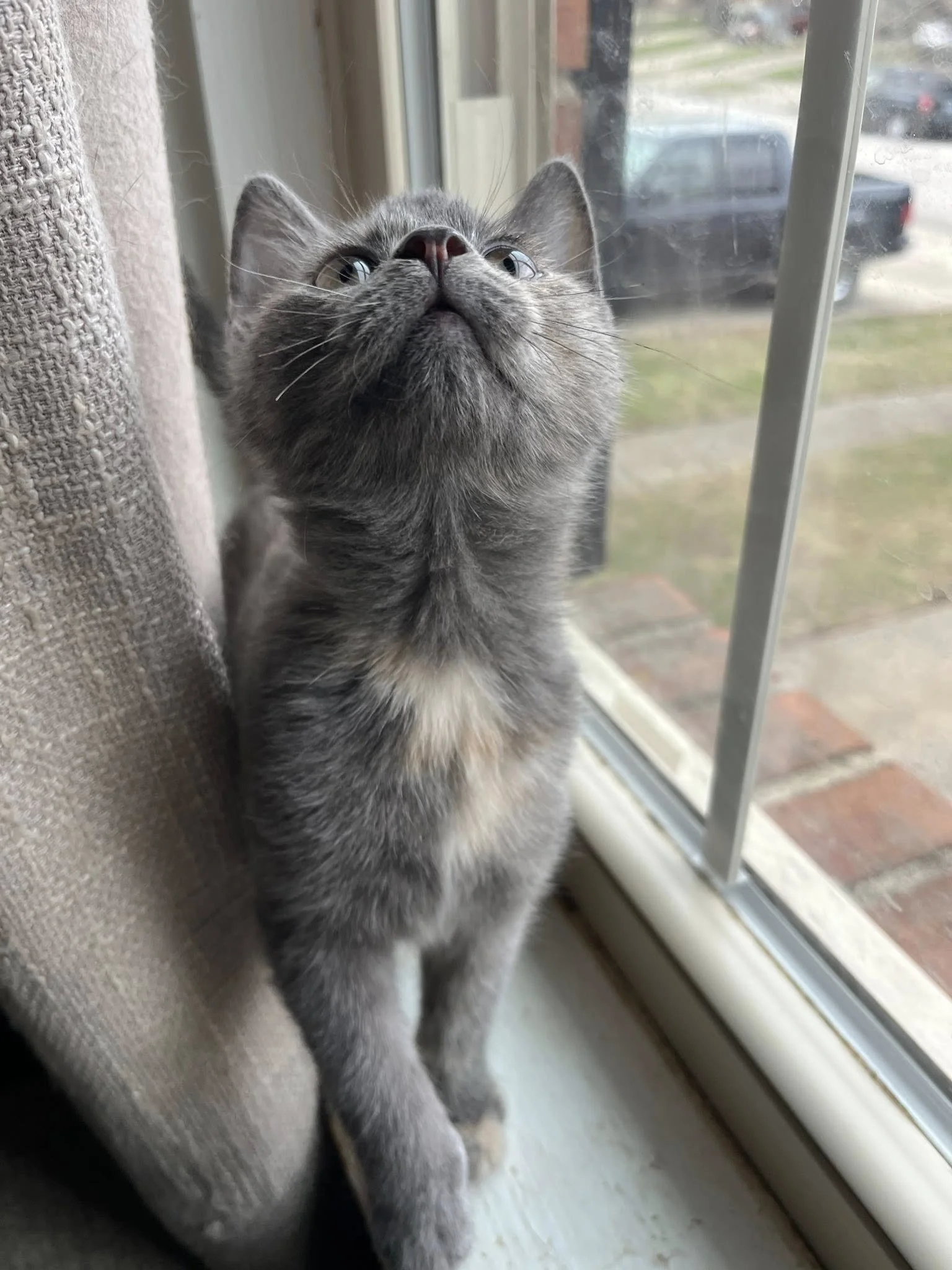 Gray kitten sitting by a window, looking upward with curiosity.
