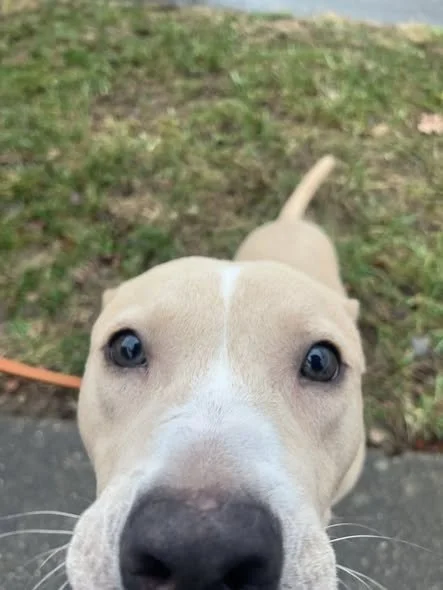 Close-up of a light tan dog with white markings and blue eyes, outdoors on grass and pavement.