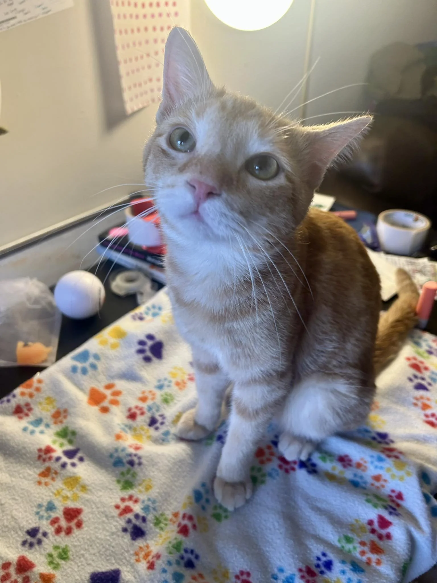 A curious orange and white cat sitting on a colorful paw print blanket in a cozy room with a desk, lamp, and various items in the background.