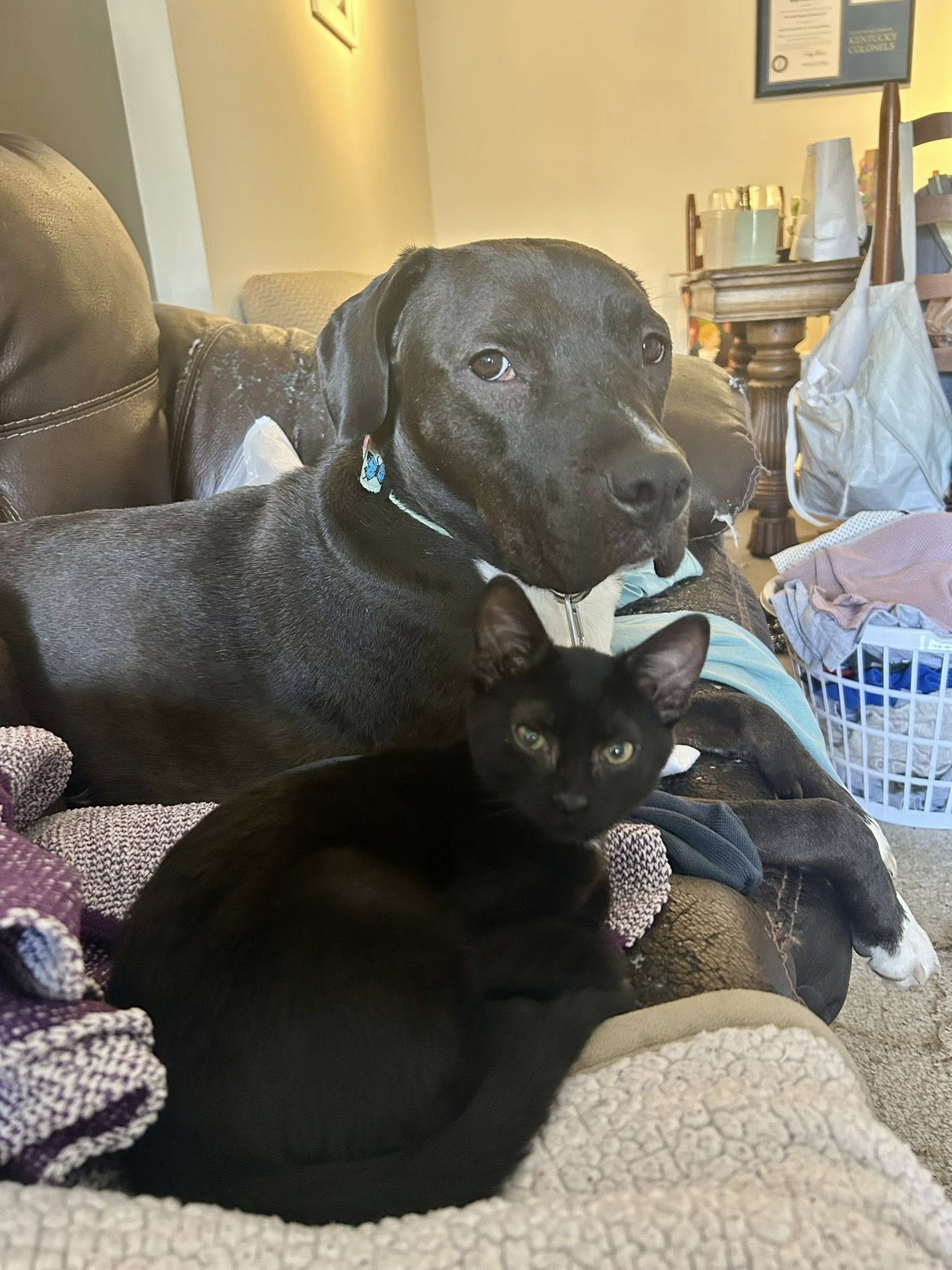 A black cat and a large black and white dog sitting together on a couch in a living room.