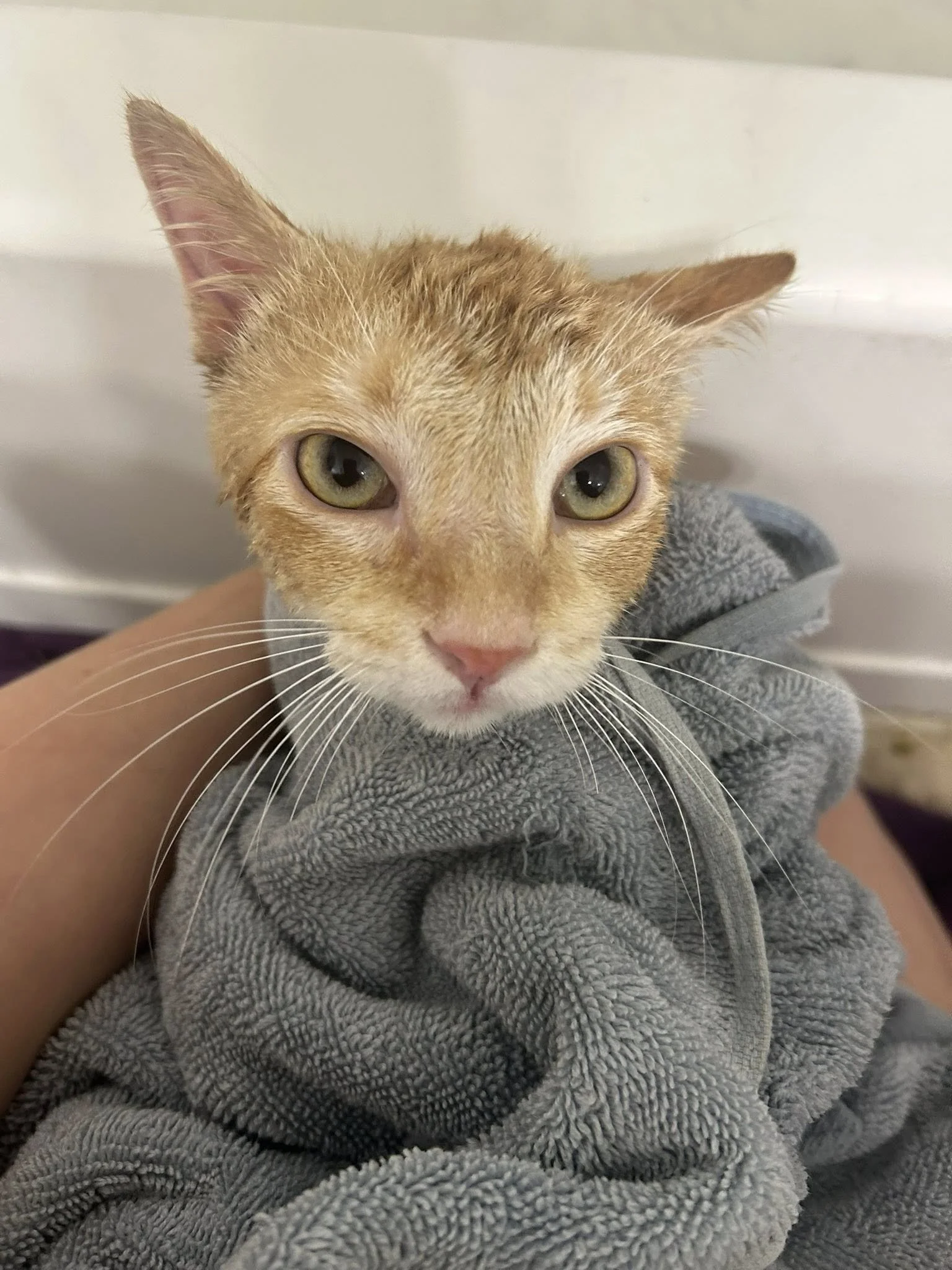 A close-up of a orange tabby cat with yellow-green eyes, wrapped in a gray towel or blanket, being held by a person. The cat has a pink nose and slightly squinted eyes.