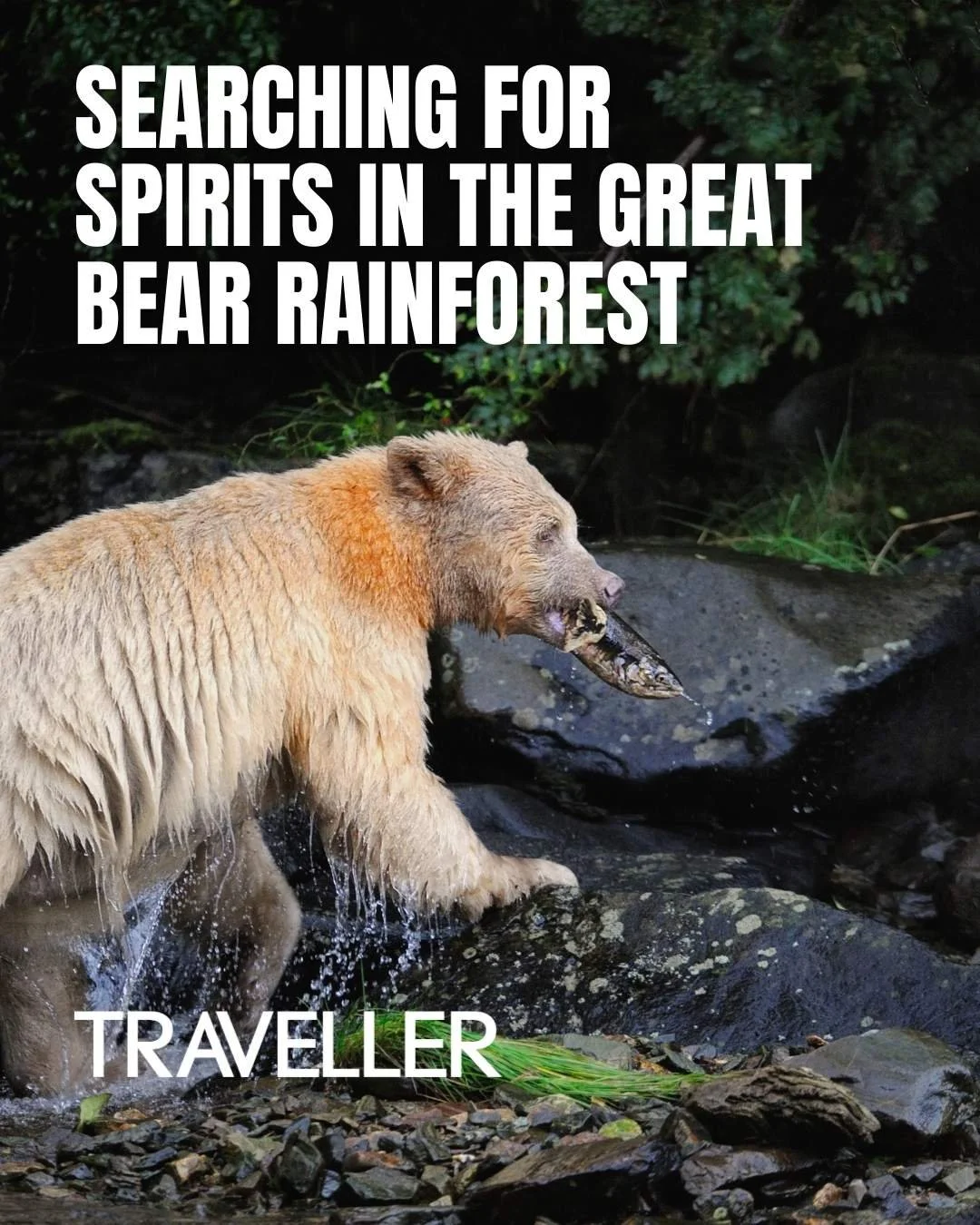 A bear standing in a stream with a fish in its mouth, surrounded by rocks and greenery in a rainforest. Text reads: Searching for spirit bears in the Great Bear Rainforest. 