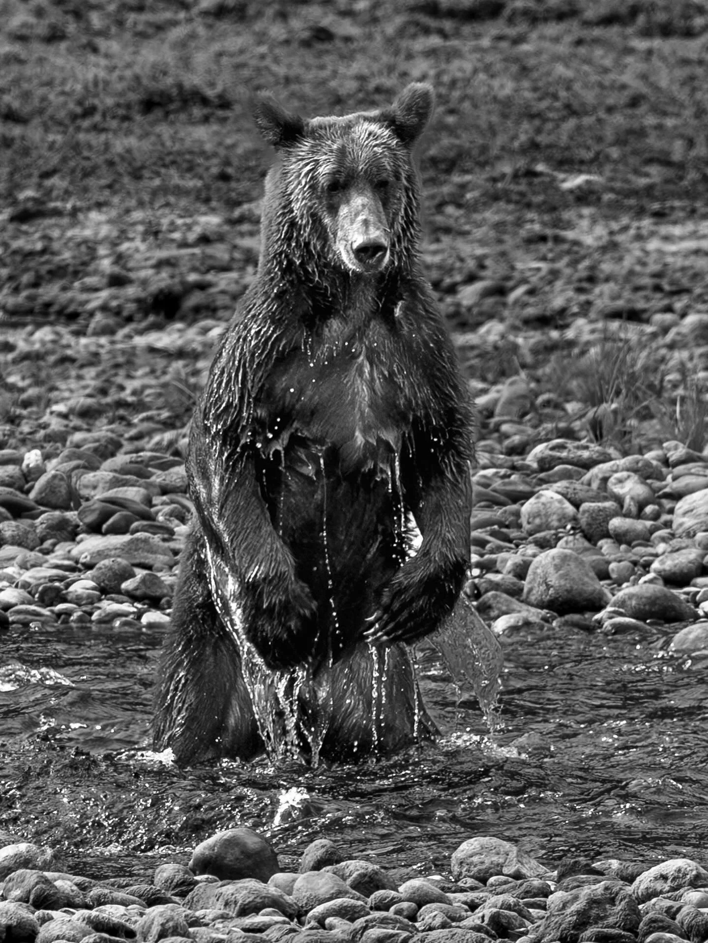 I haven&rsquo;t really dabbled with black and white much before, but I thought the one year anniversary of my trip to Canada&rsquo;s Great Bear Rainforest would be a good excuse to have a play. What do you think?

Found on Canada&rsquo;s Pacific Coas