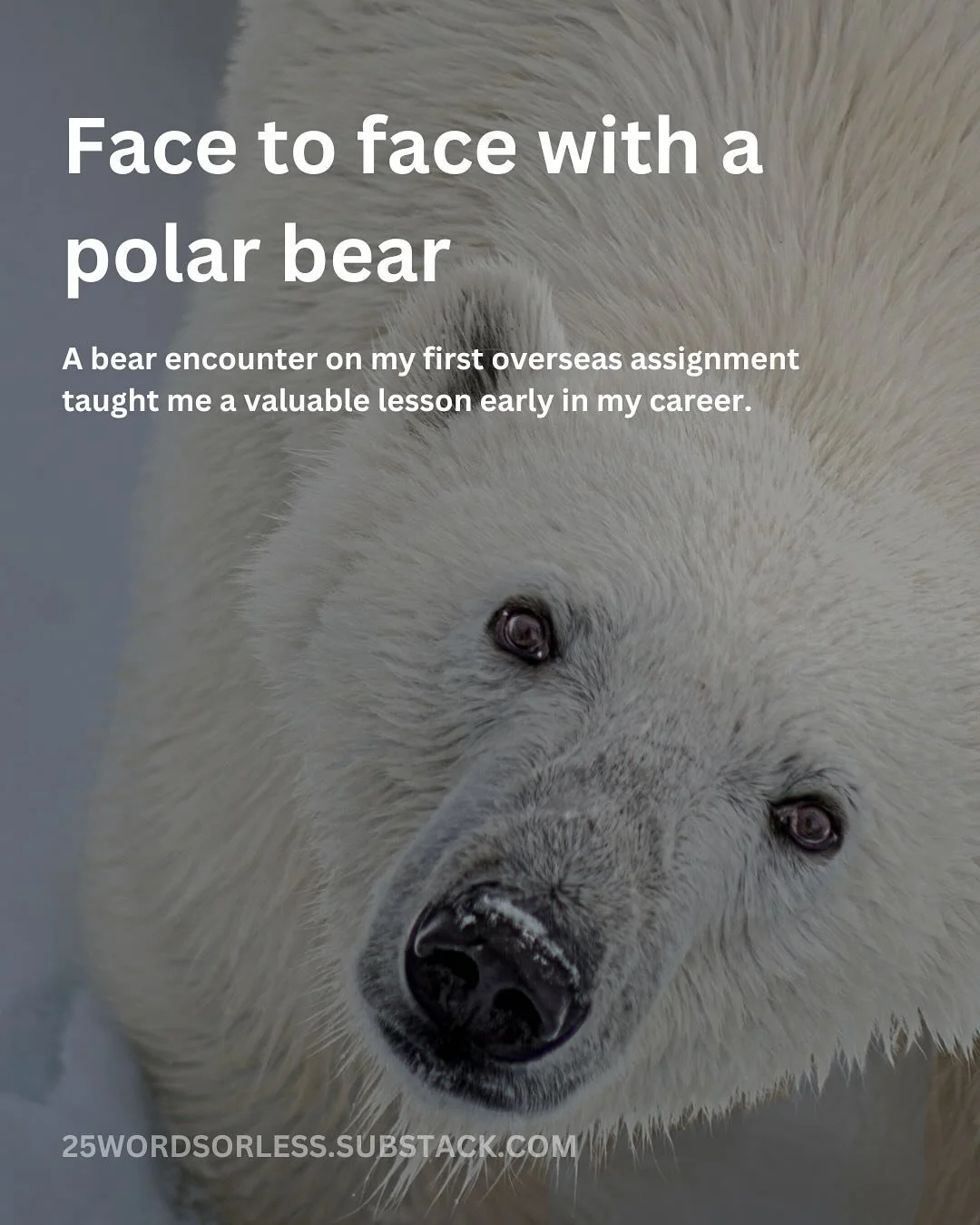 One of the most valuable lessons in my career came early during my first overseas assignment.

Head over to my Substack (link in bio) where I share the thrilling encounter with a polar bear that shaped how I shoot photography today.