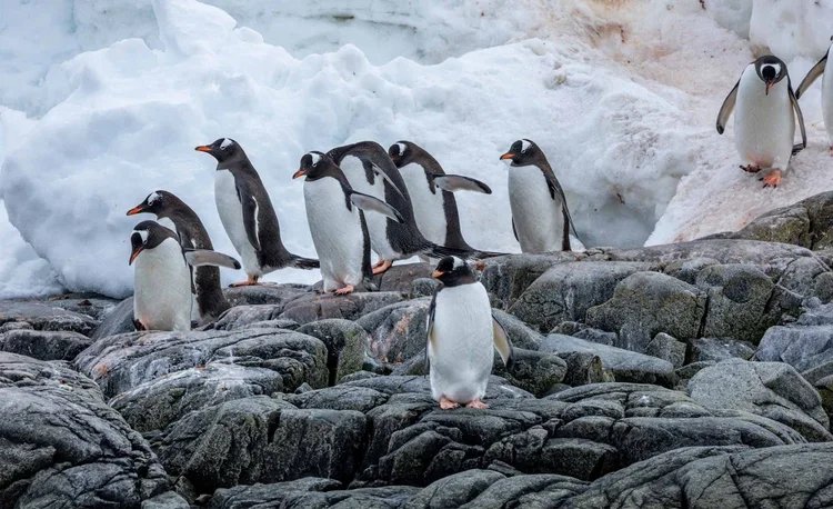 Group of penguins standing on rocky terrain with ice and snow in the background.