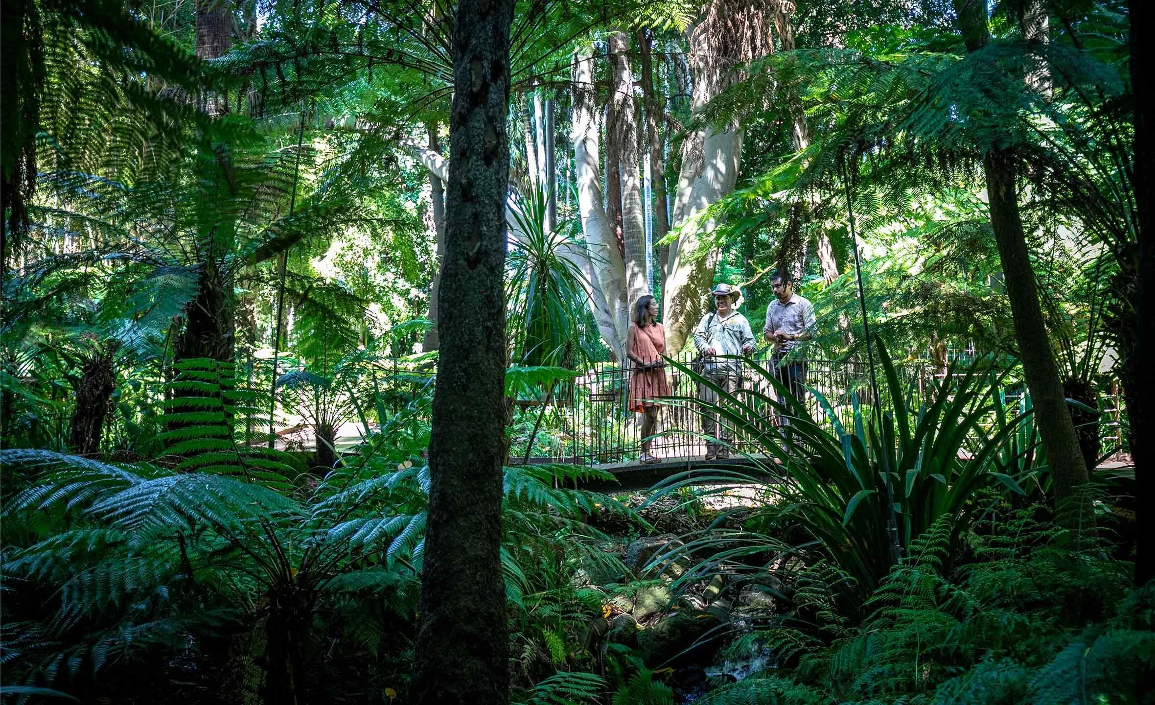 Three people standing on a small bridge in a lush green rainforest, surrounded by large ferns and tall trees, with sunlight filtering through the canopy.