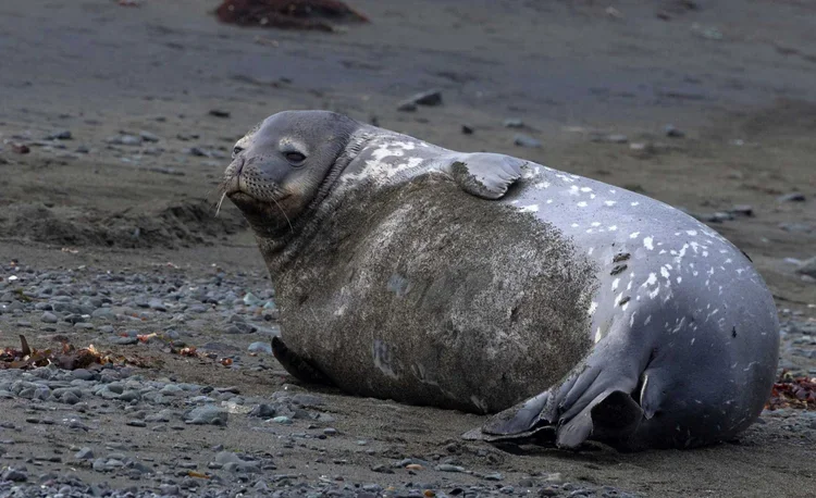 A seal lying on a sandy beach.