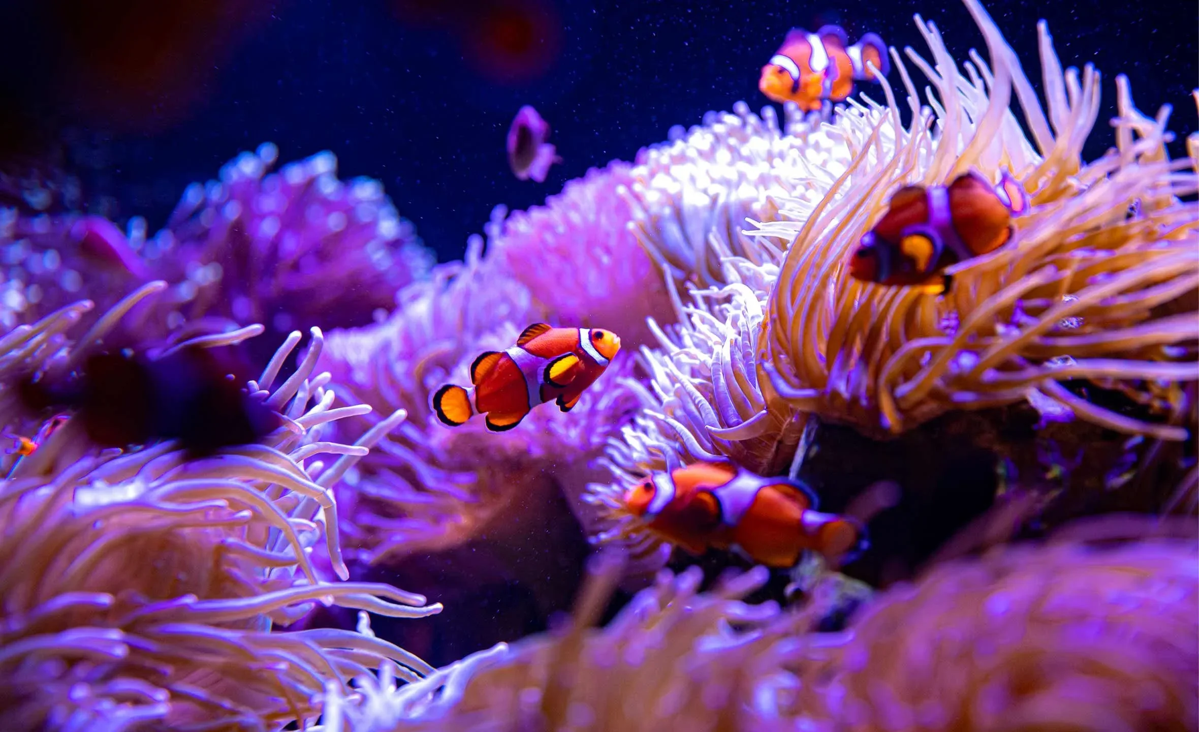Colorful scene of clownfish swimming among purple and pink sea anemones.