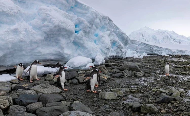 Group of penguins walking on rocky terrain near a large glacier in Antarctica.