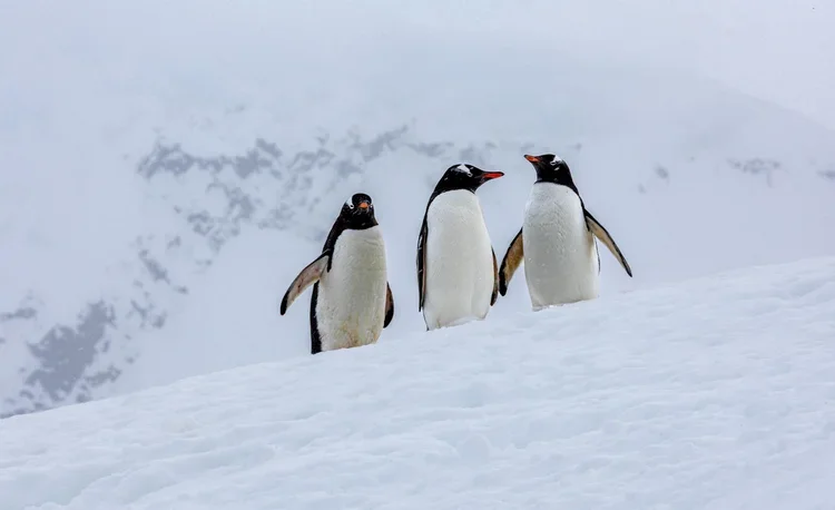 Three penguins standing on snow in a cold, snowy landscape.