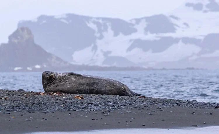 A large, gray seal lying on a dark, pebbly beach with snow-covered mountains in the background.