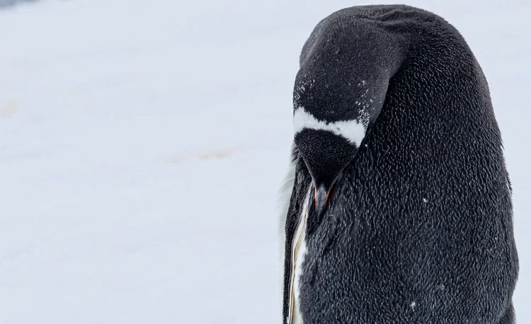 A close-up of a penguin standing on ice with its head bowed.