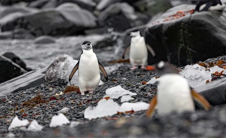 Three penguins standing on a rocky shoreline with ice and rocks nearby.