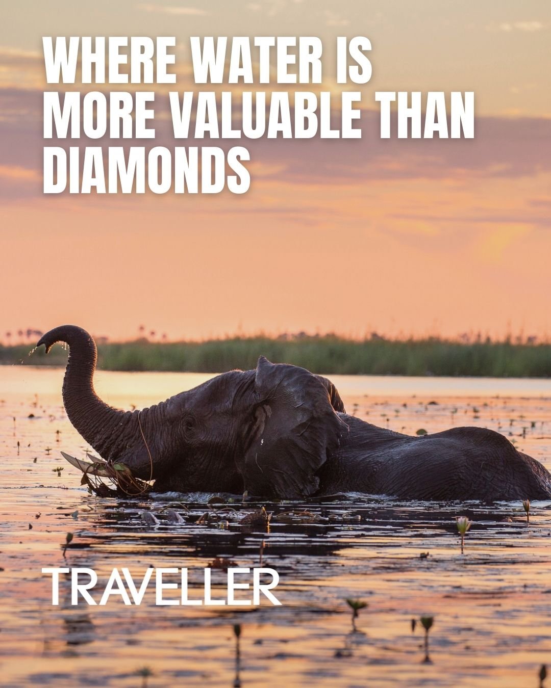 Elephant bathing in a body of water during sunset. Text reads: 'Where water is more valuable than diamonds' and a 'Traveller' logo indicates the story was published in The Age and Sydney Morning Herald.