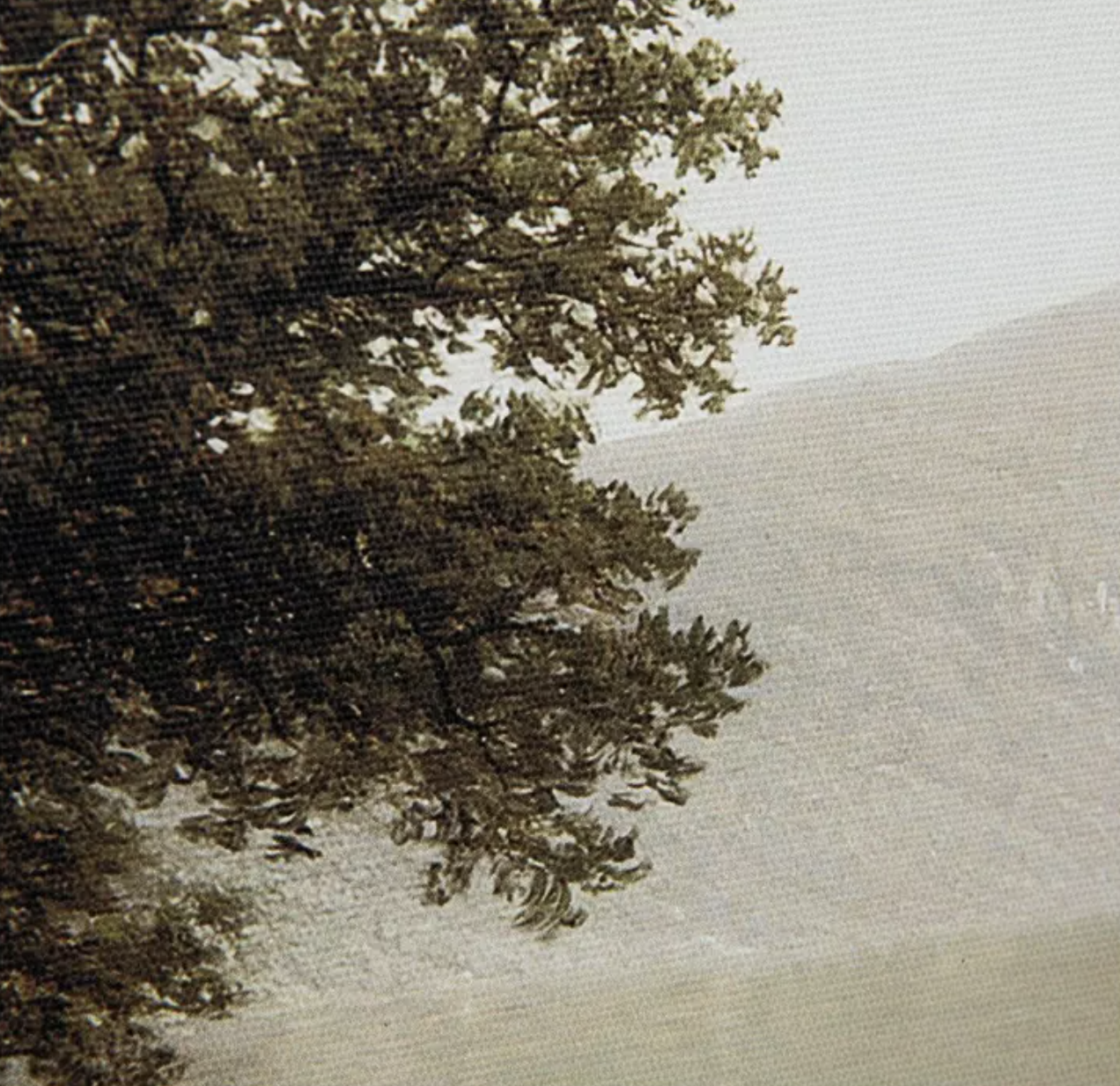 Tree with dense foliage on a foggy day.