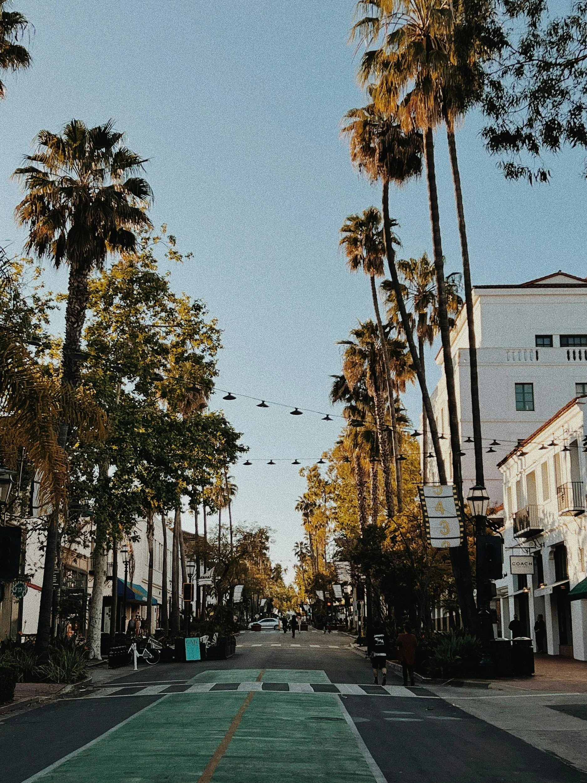 A city street lined with palm trees and shops, with string lights hanging overhead and a green bike lane in the foreground, during the daytime.