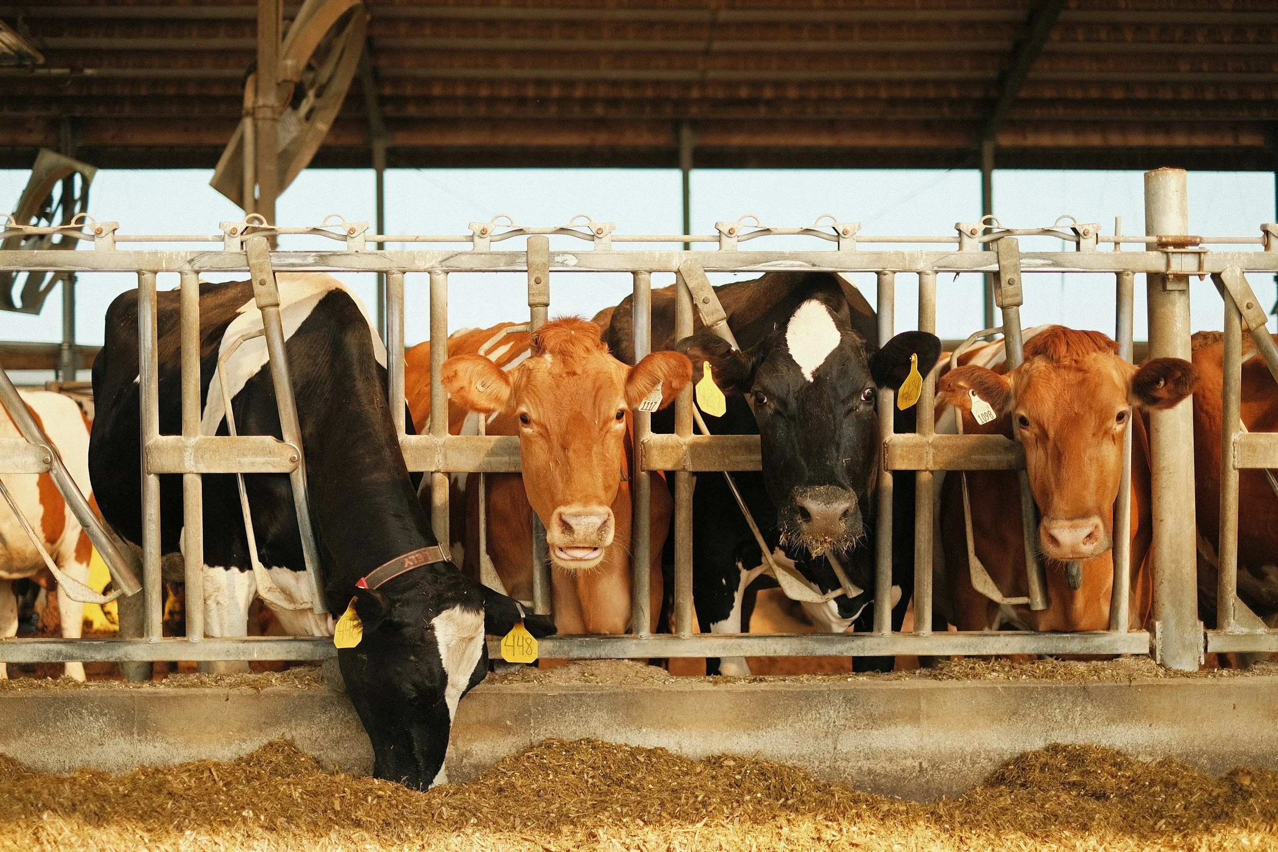Reducing Scope 3 Emissions in Dairy Farming