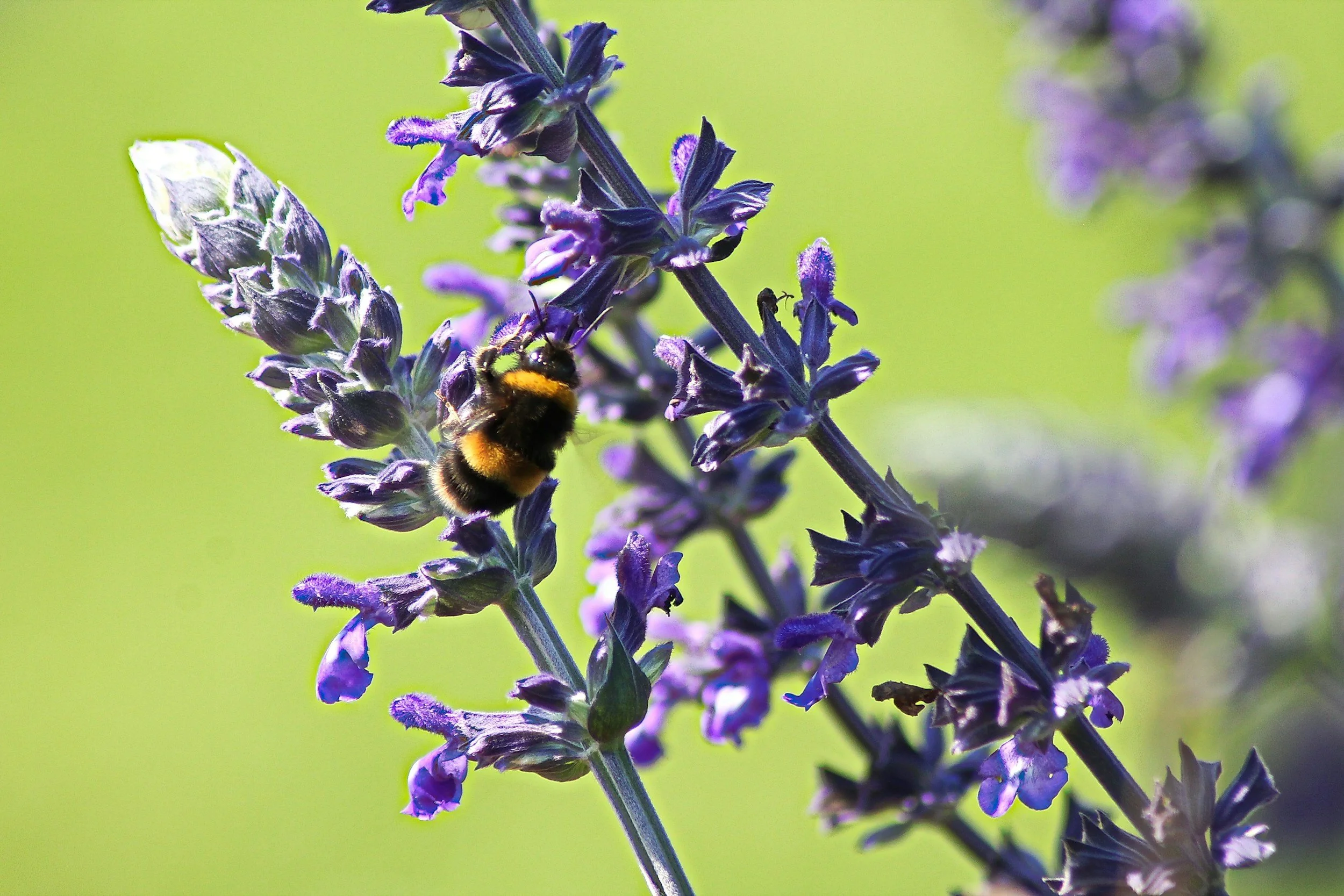 Fresh lavender at Wigan Flower Farm Peacock & Wild