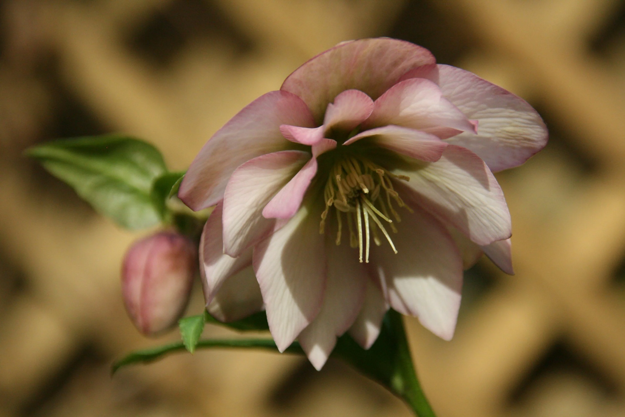 Hellebore flowers, UK Grown flowers