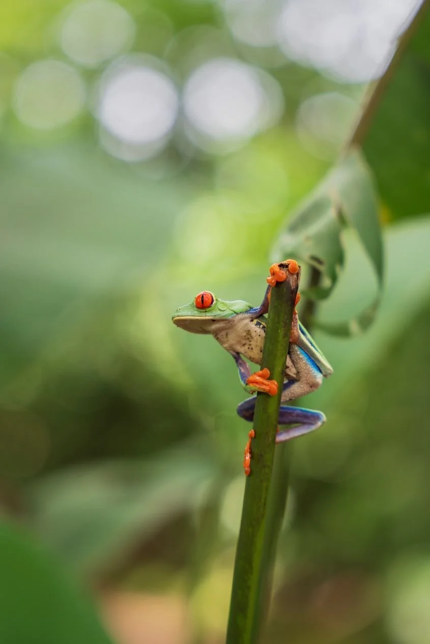 Red eyed tree frog