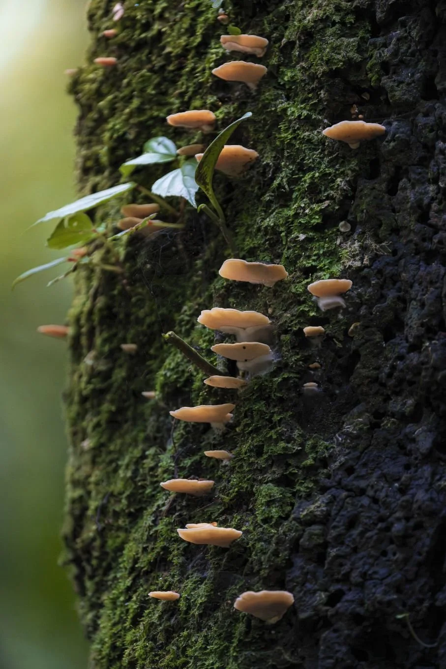 Fungi