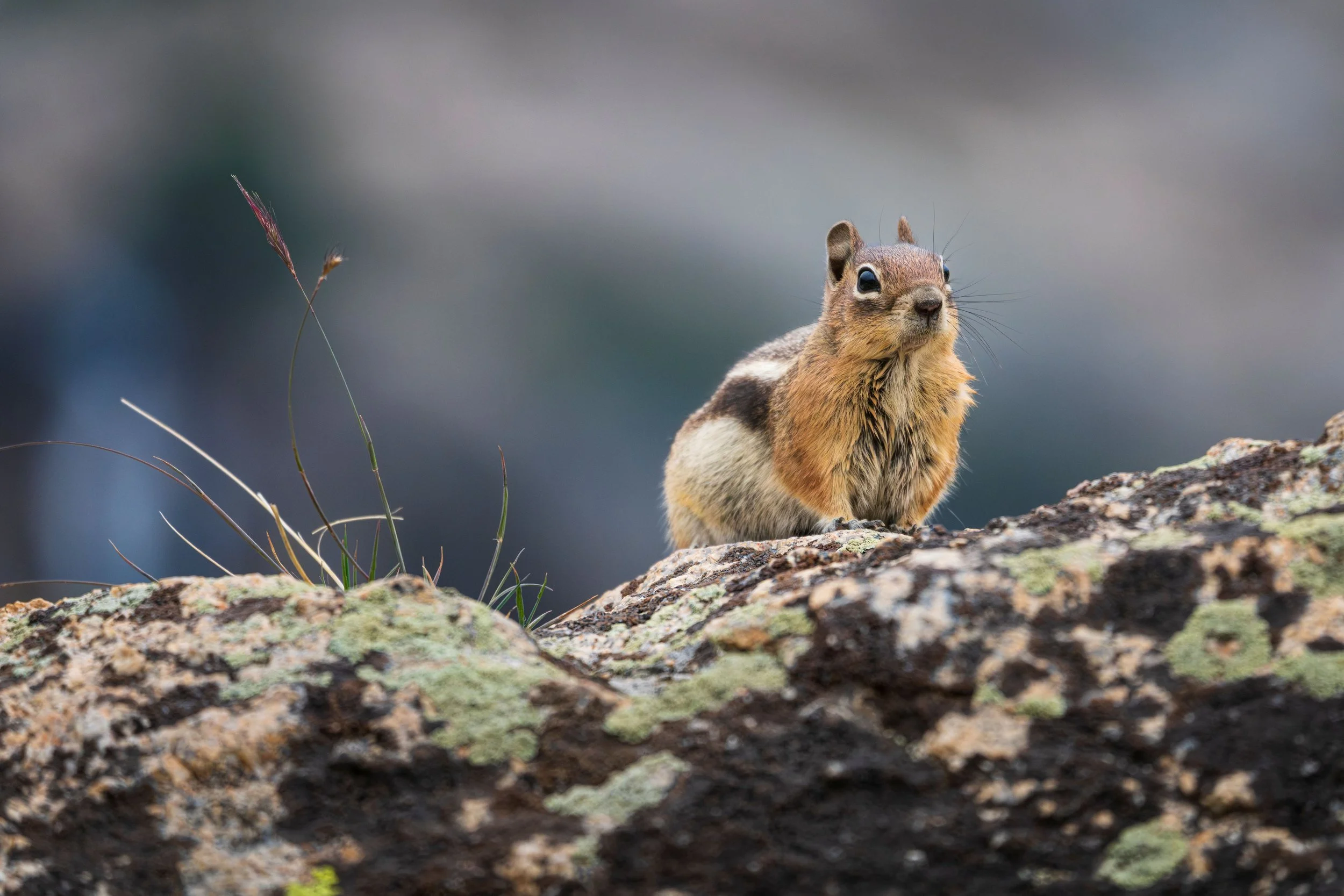 Spermophilus Lateralis 2