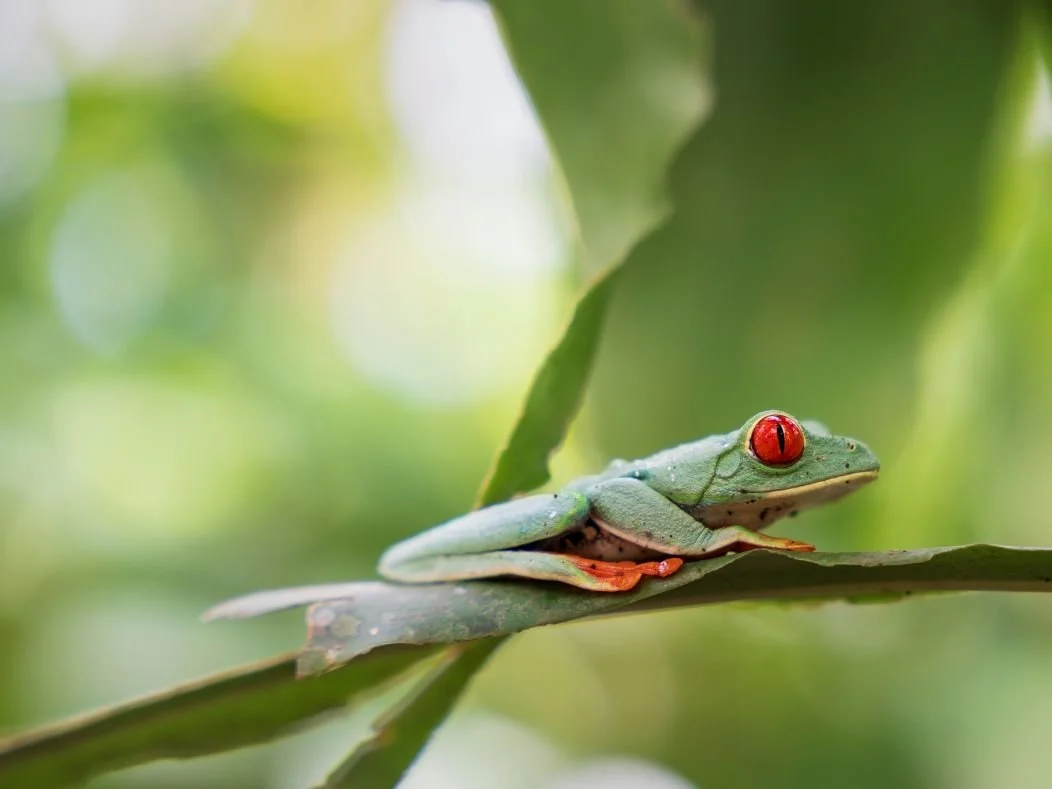 Red eyed tree frog2