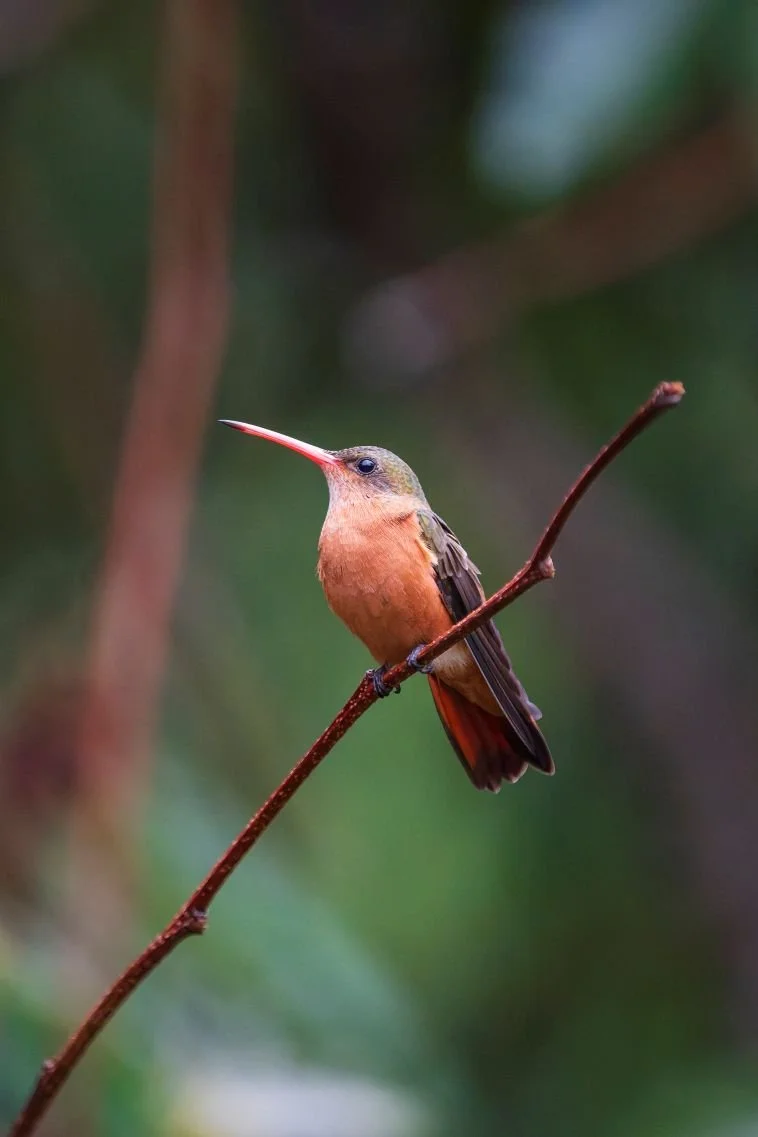 DSC06774-DxO_DeepPRIME 3-2.jpg