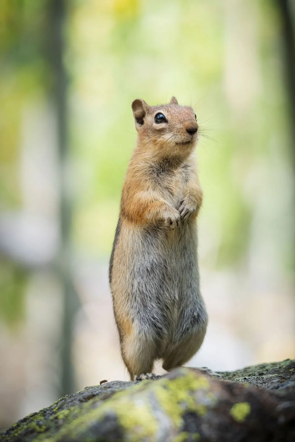 Spermophilus Lateralis 3