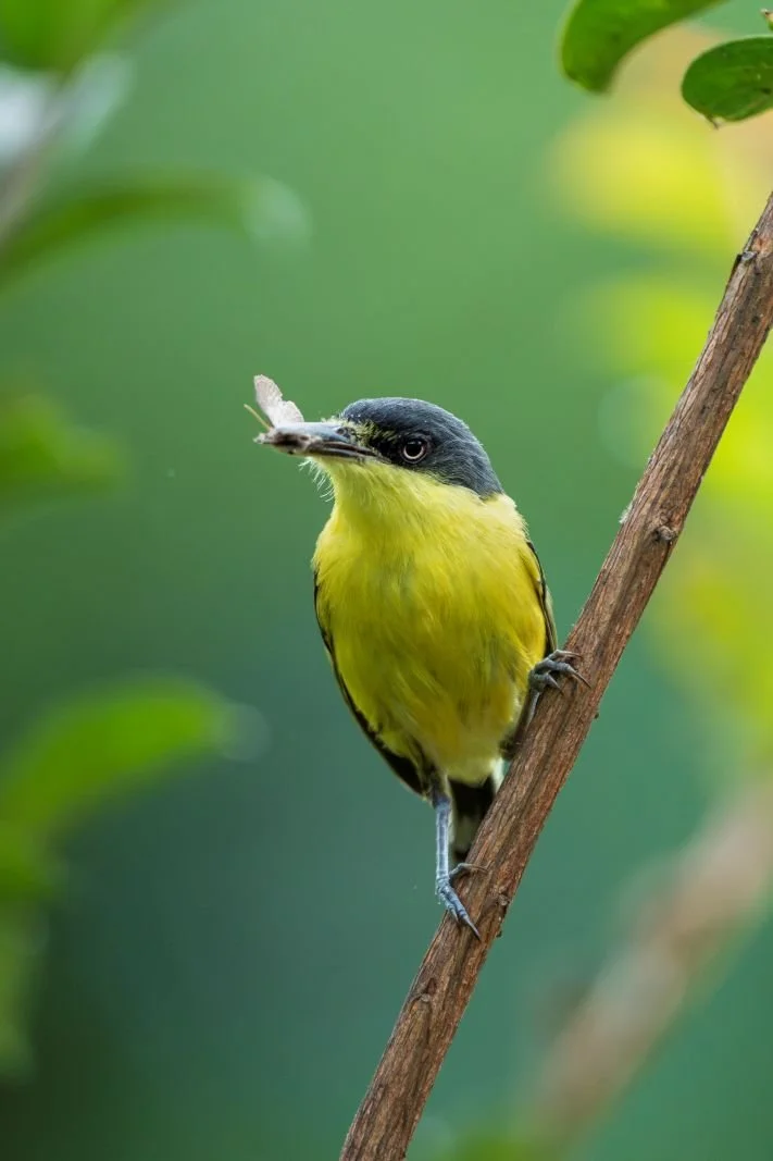 Tody-flycatcher