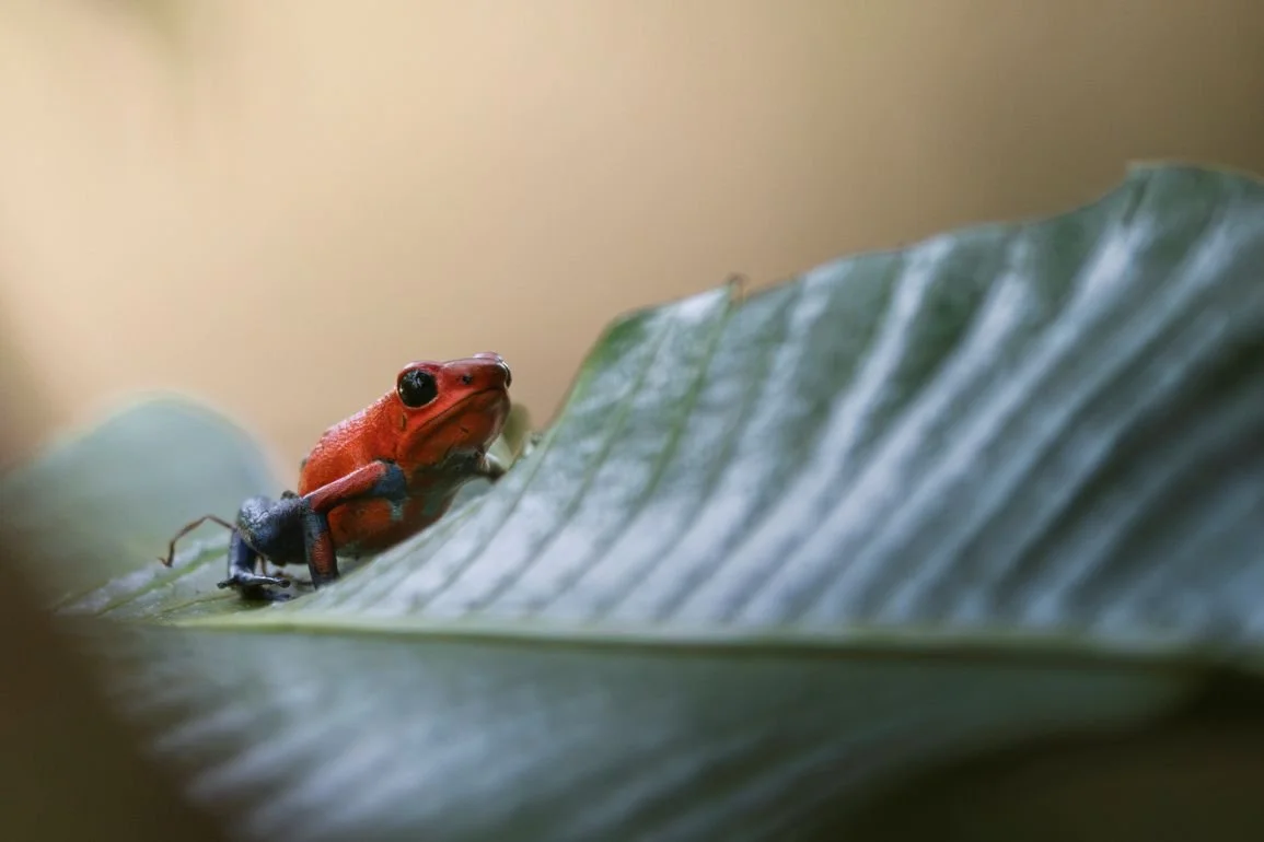 Poison dart frog