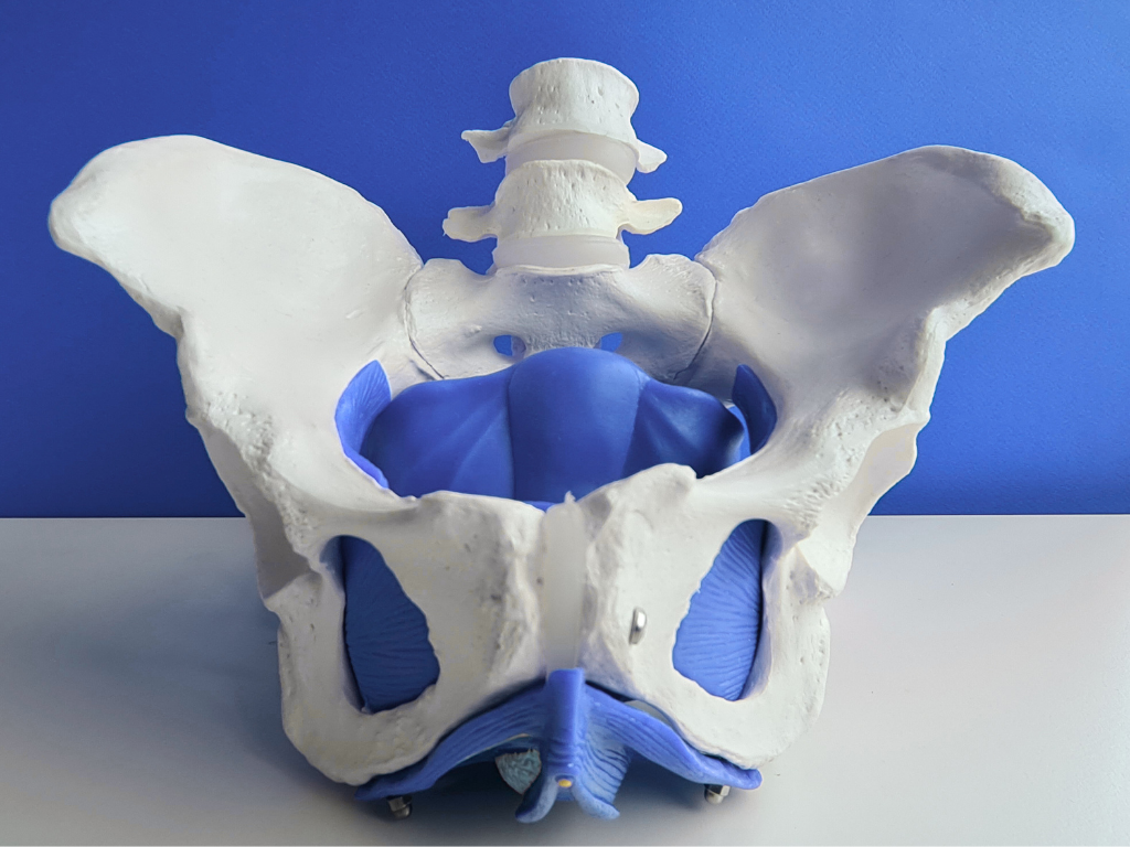 Melissa Lee, PT Website (3).png