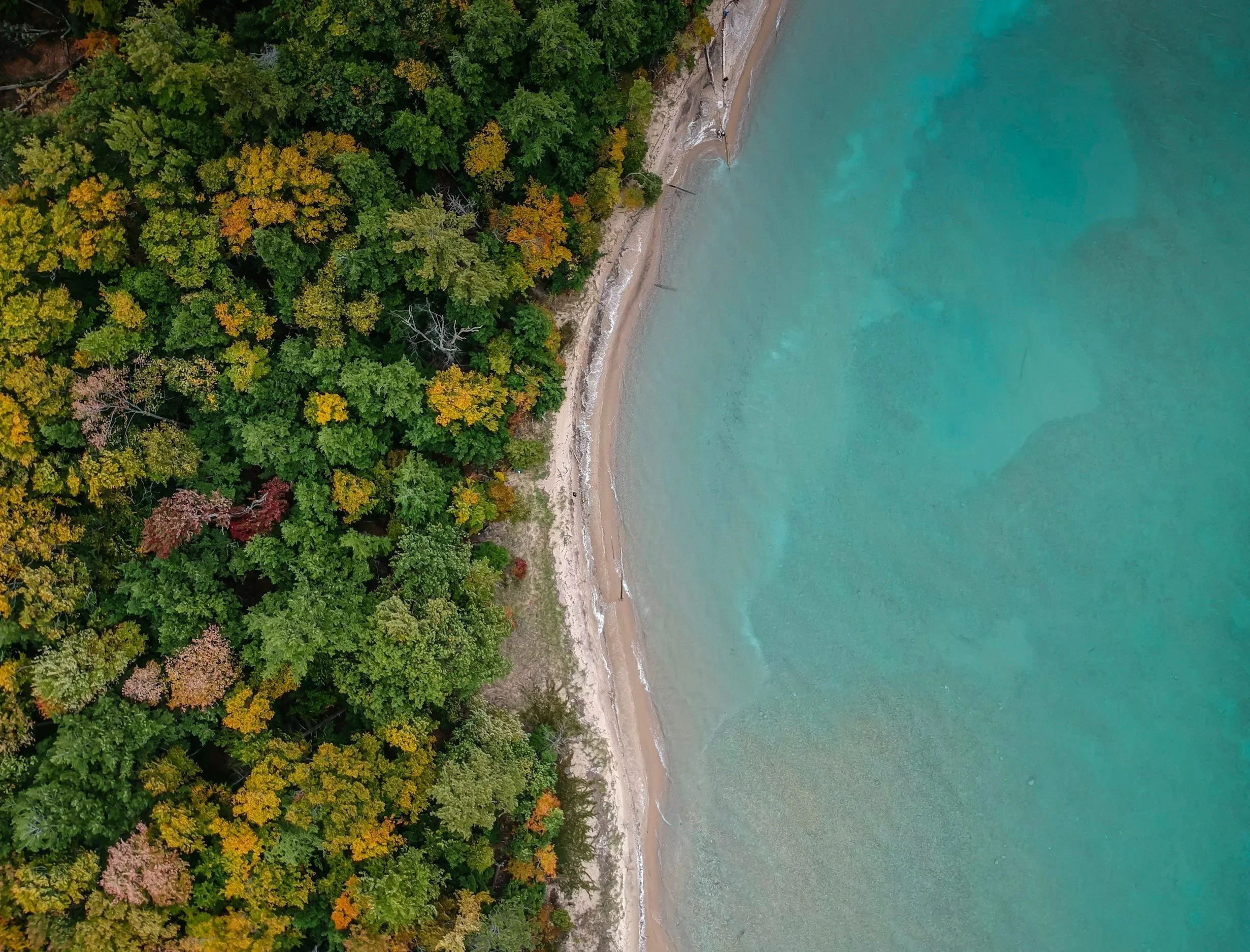 Aerial view of a tree-lined shoreline with green and autumn-colored trees on the left and a sandy beach with turquoise water on the right.