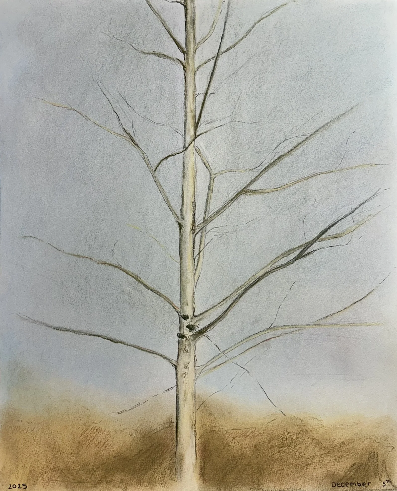 Backyard Tree (5) // 14"x17" // Chalk Pastel on Paper // December 2025