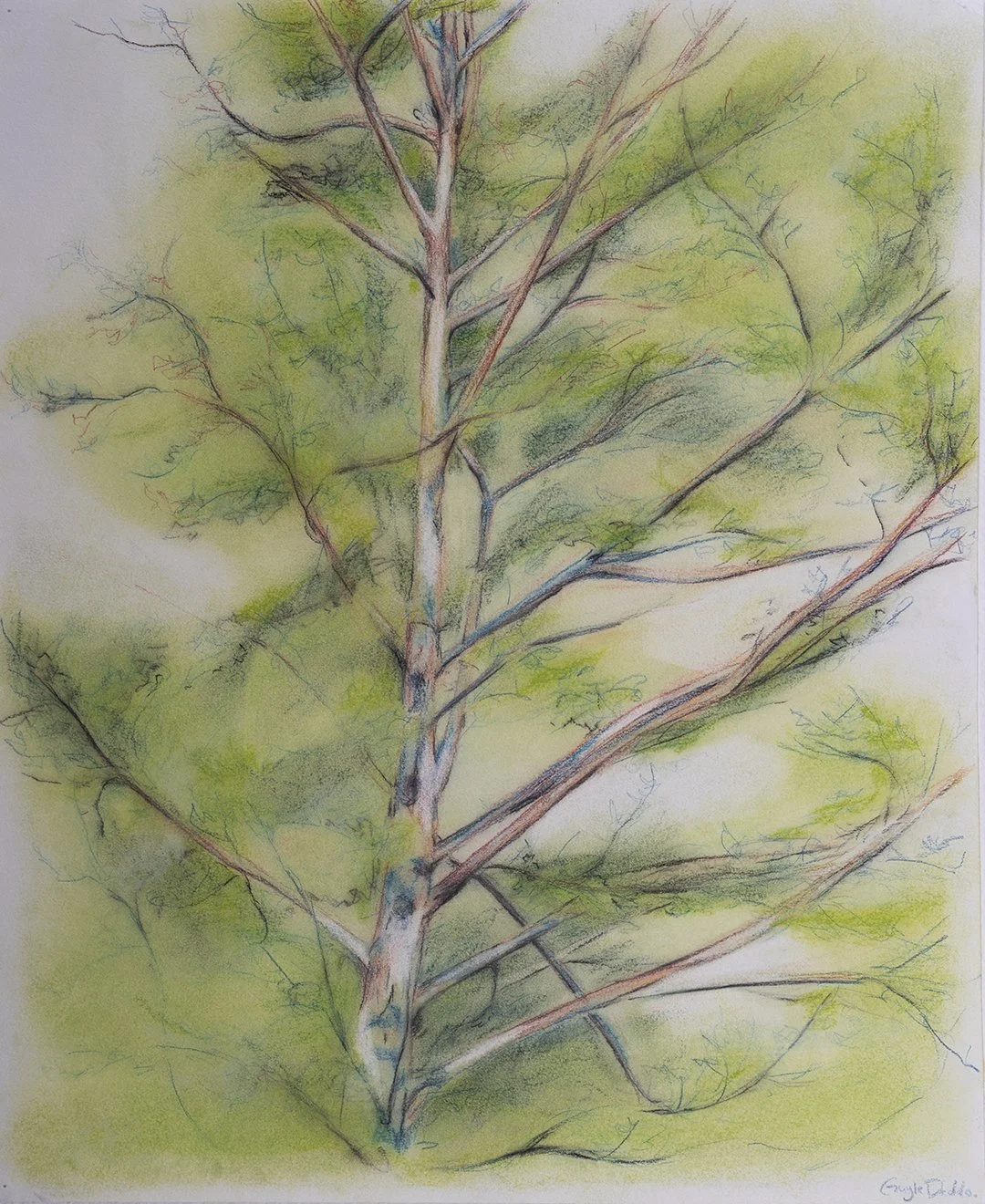 Backyard Tree // 14"x17" // Chalk Pastel and Pencils on paper // 2024