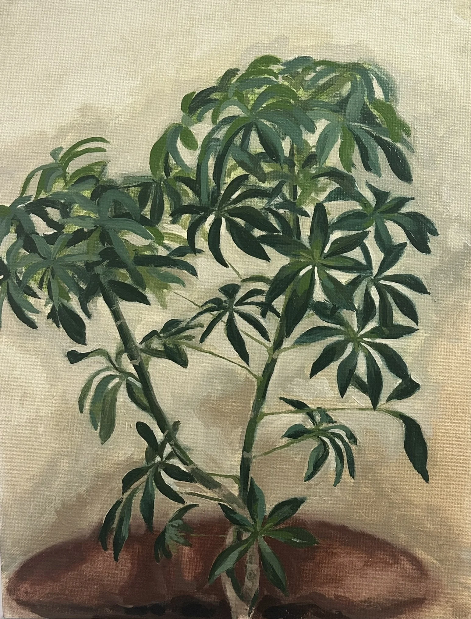 Umbrella Tree // 11"x14" // Oil on Canvas Board // September 23rd, 2025