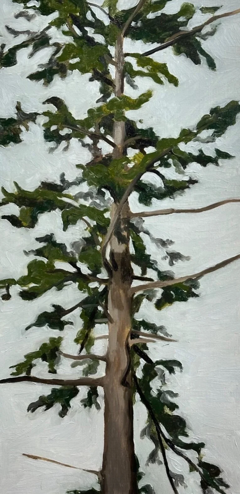 Clarks Point, Douglas Fir // 7"x14" // Oil on Paper // January 27th, 2026
