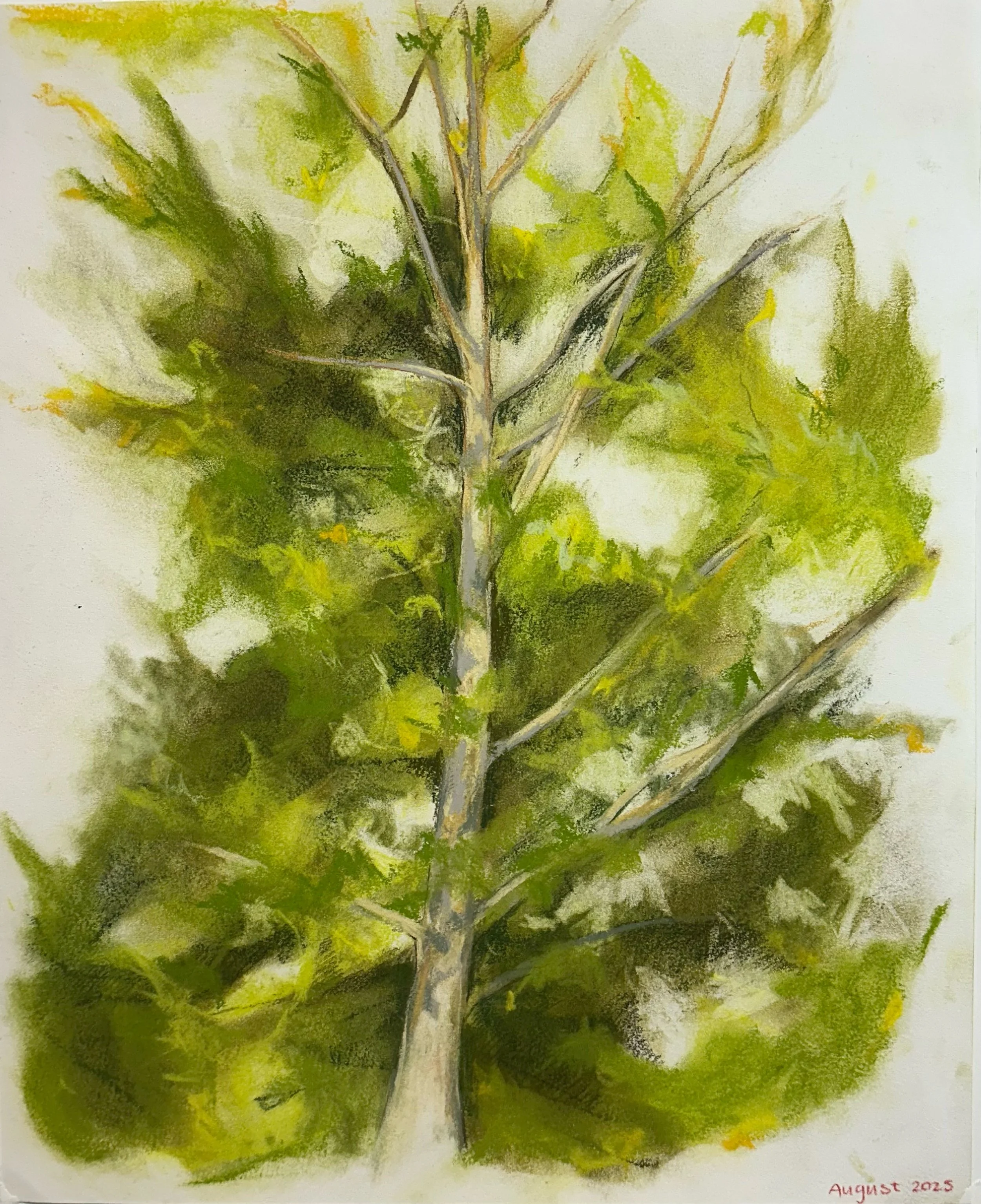 Backyard Tree (2) // 14"x17" // Chalk Pastel on Paper // August 2025