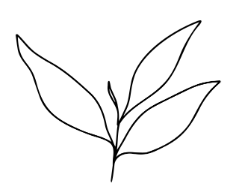 Leaf icon representing non-toxic, clean fragrance ingredients