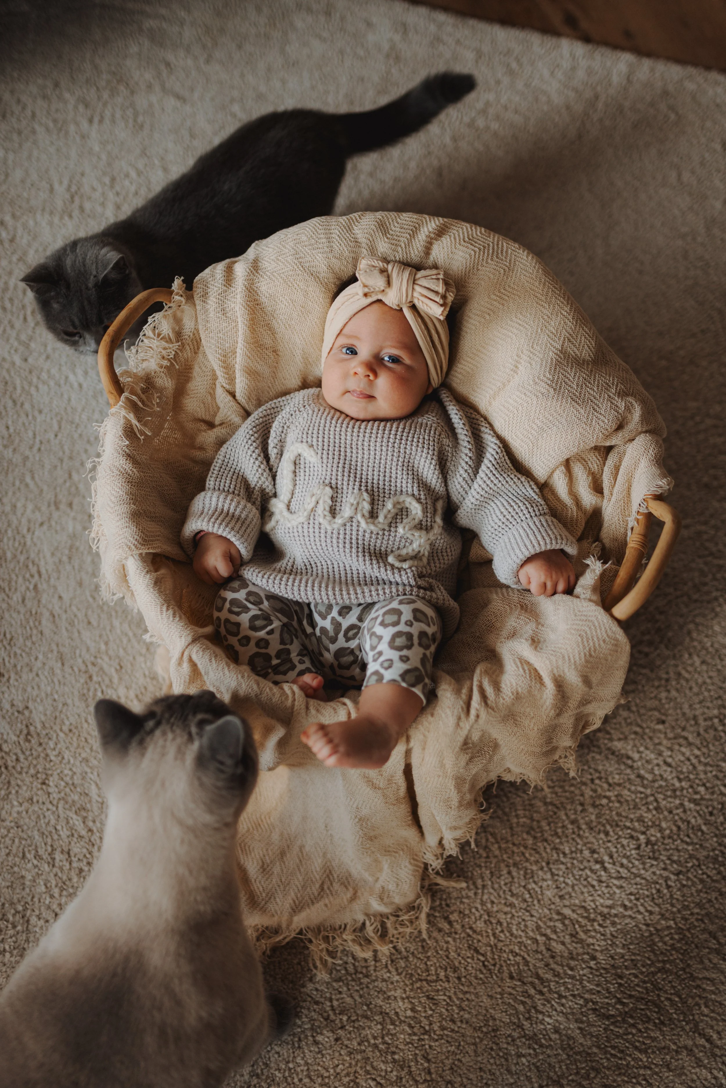Ein Baby liegt in einer hochwertigen, geflochtenen Wäsche auf einer beige Decke. Es trägt ein graues Strickpullover mit dem Wort 'Love' und Leopardenmuster-Hose. Das Baby hat einen beige Haarband mit Schleife und schaut nach oben. Vor dem Baby steht ein Hund, vermutlich ein Beagle, und im Hintergrund läuft eine graue Katze.