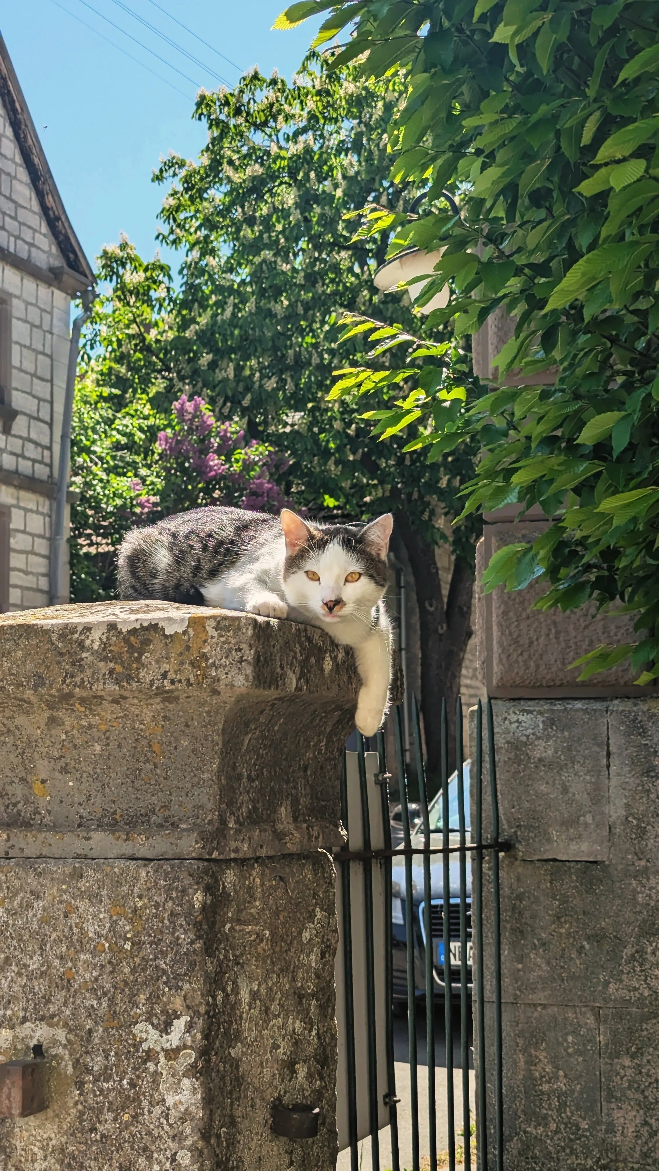 Eine graue und weiße Katze liegt entspannt auf einer alten Steinmauer, umgeben von grünen Bäumen und einem blauen Himmel.