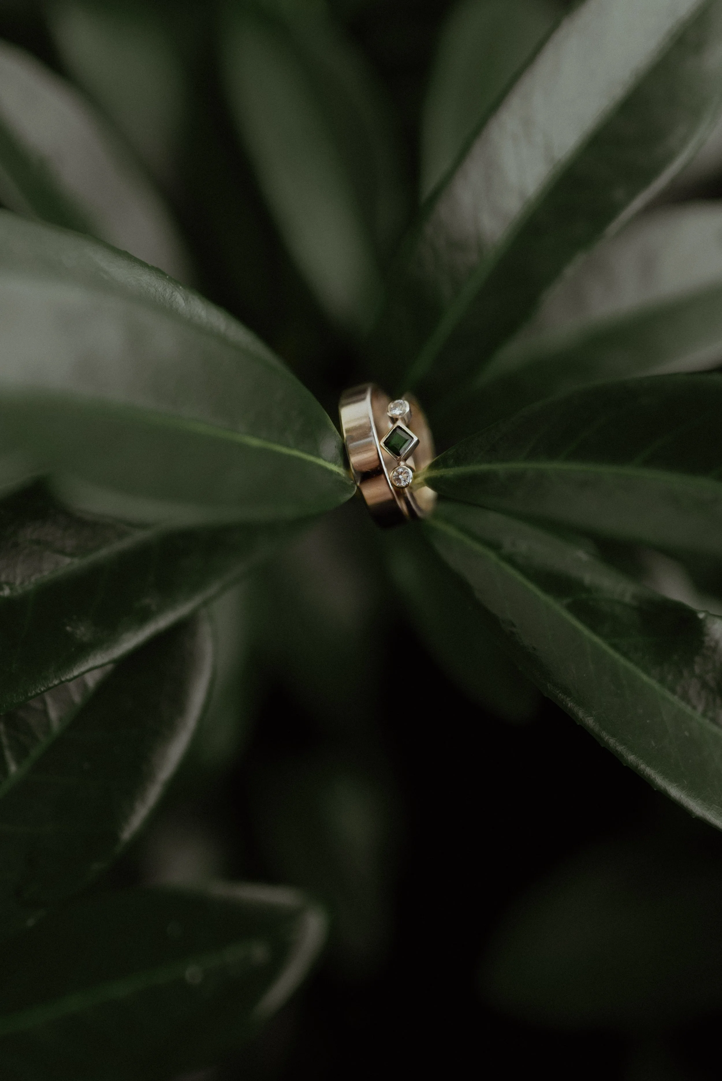 Ringe auf einer dunklen grünen Pflanze