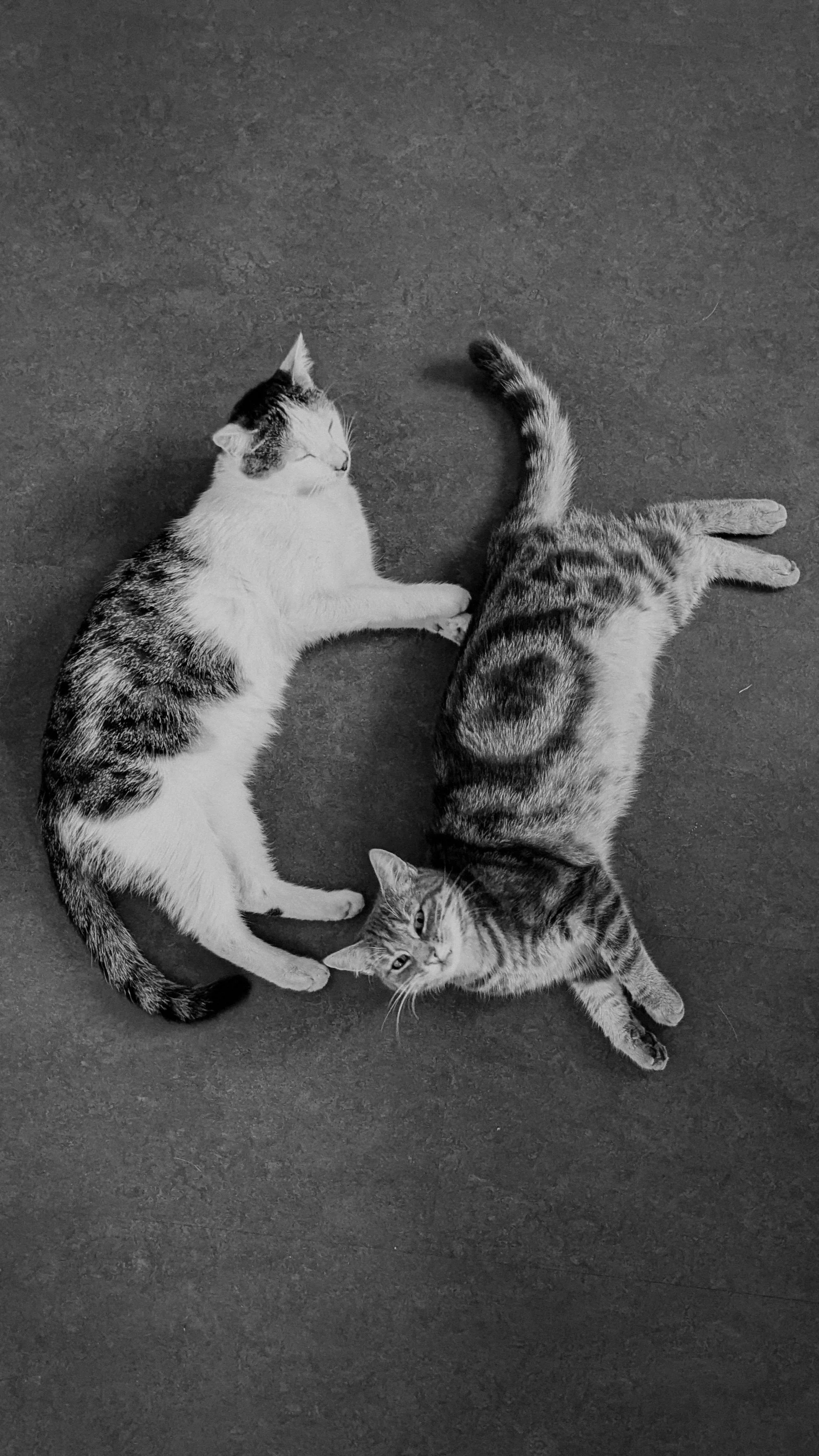 Zwei streunende Katzen, eine schwarz-weiß und eine getigert, liegen auf einem Boden in Form eines Herzens, von oben gesehen.