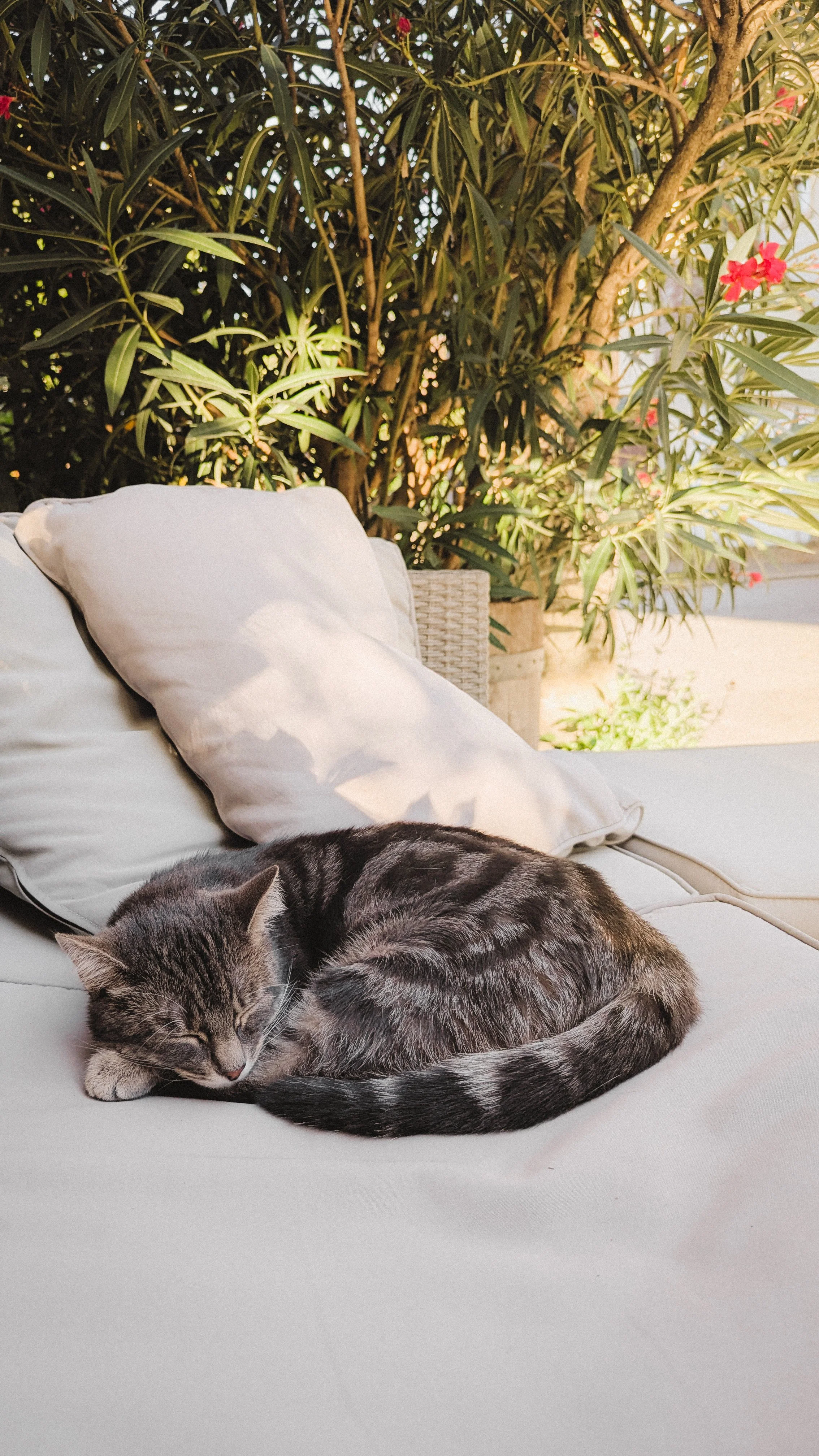 Ein schlafender grau getigerter Katze auf einem weißen Außenbett mit Kissen, umgeben von grünen Pflanzen und bunten Blumen im Hintergrund.
