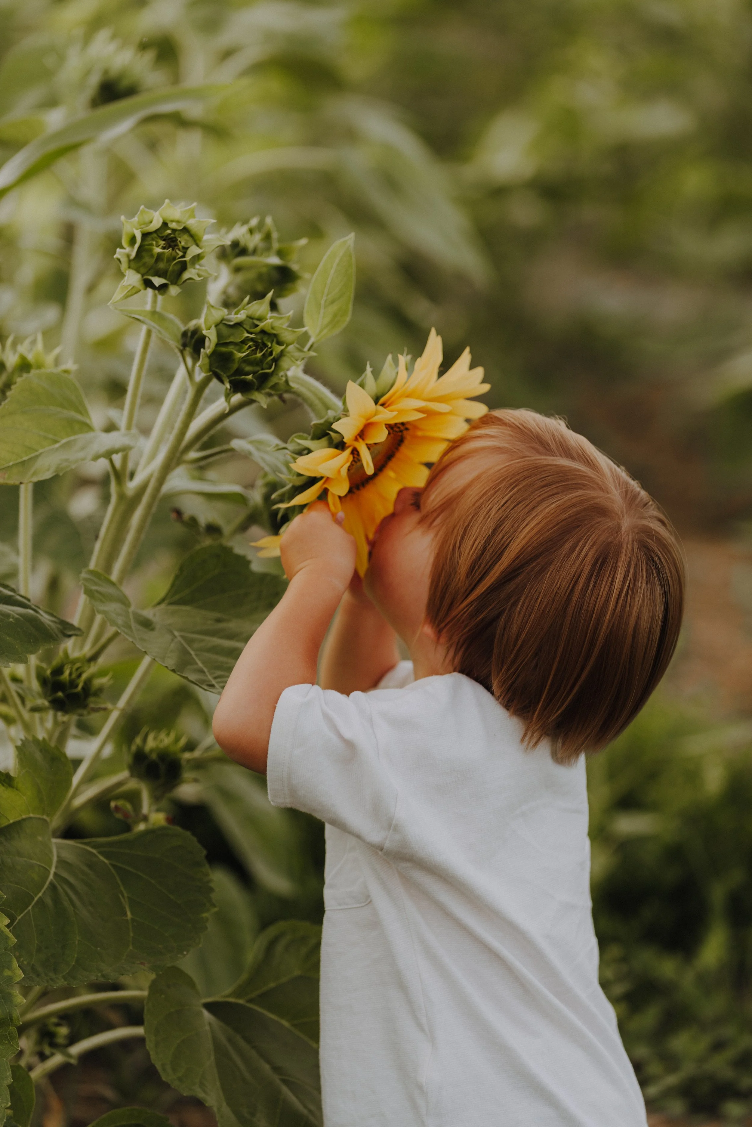 Ein Kind mit braunem Haar küsst eine große Sonnenblume in einem Sonnenblumenfeld.