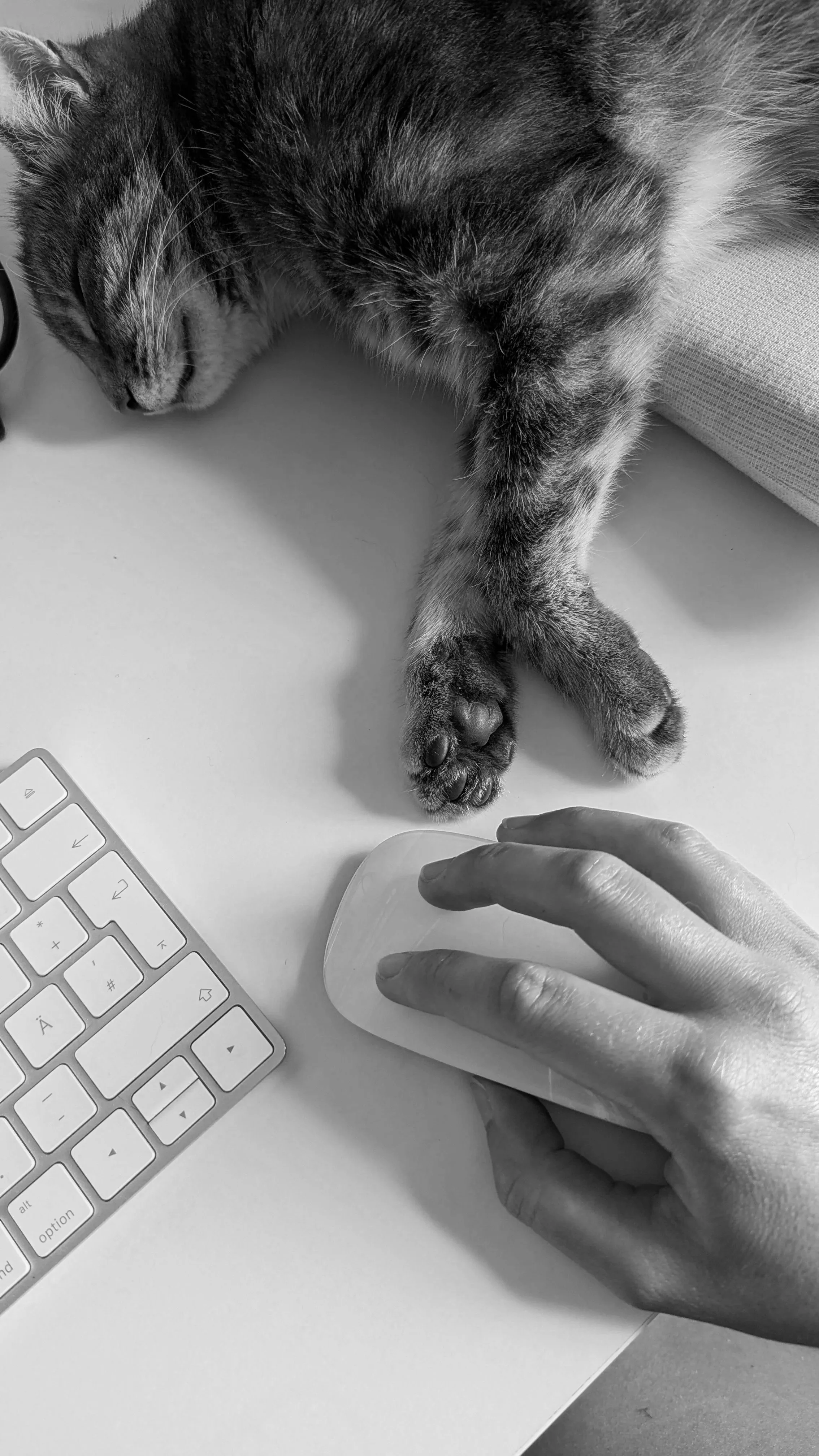 Schwarz-weiße Katze liegt auf einem Schreibtisch neben einem weißen Computer-Maus und einer Hand, die die Maus hält, während eine Tastatur im Bild sichtbar ist.
