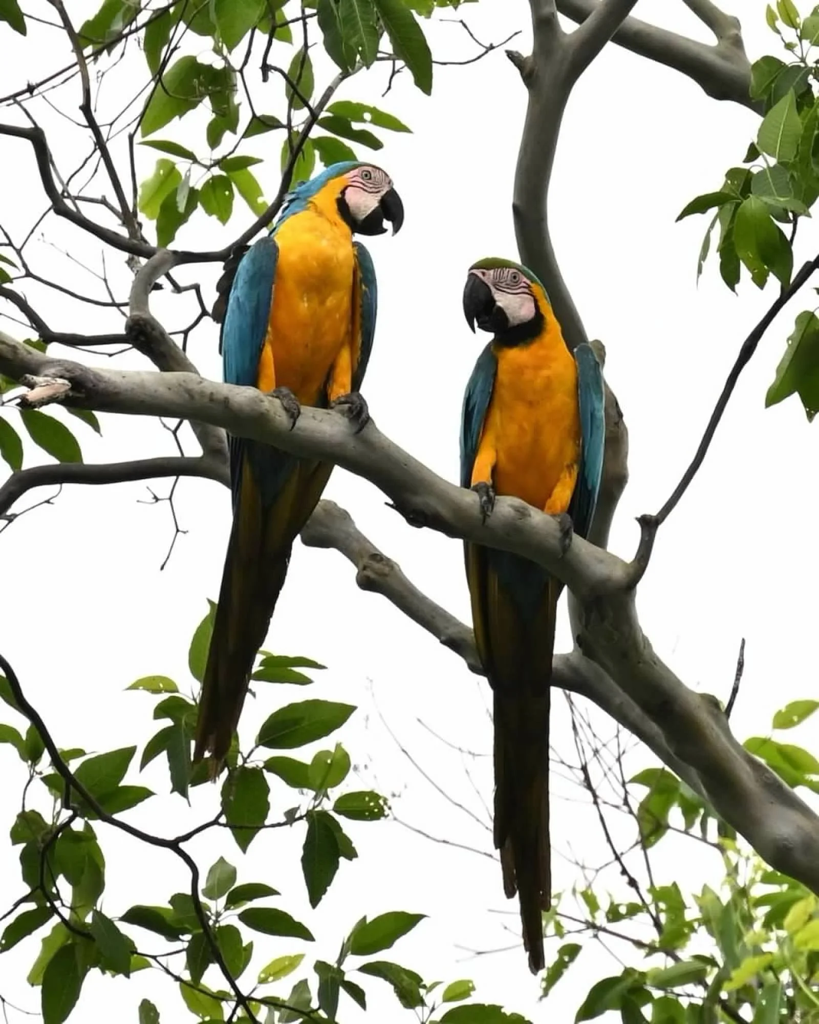 Two blue and yellow macaws perched on a tree branch with green leaves.